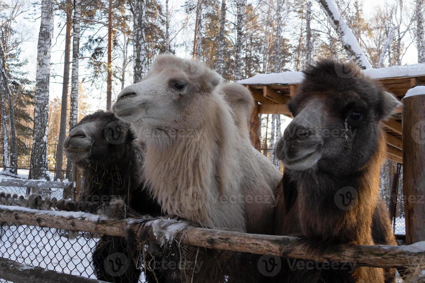 a group of brown and white camels in close-up on a winter farm. photo
