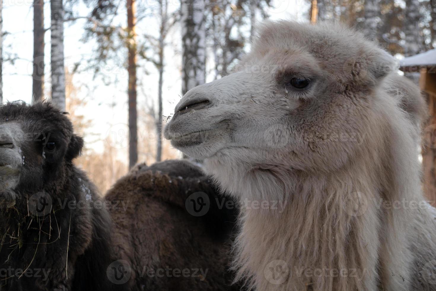 a group of brown and white camels in close-up on a winter farm. photo