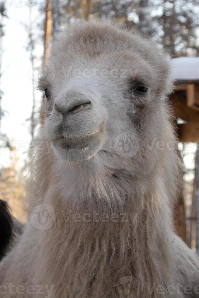 the muzzle of a light camel in close-up on a winter farm. photo