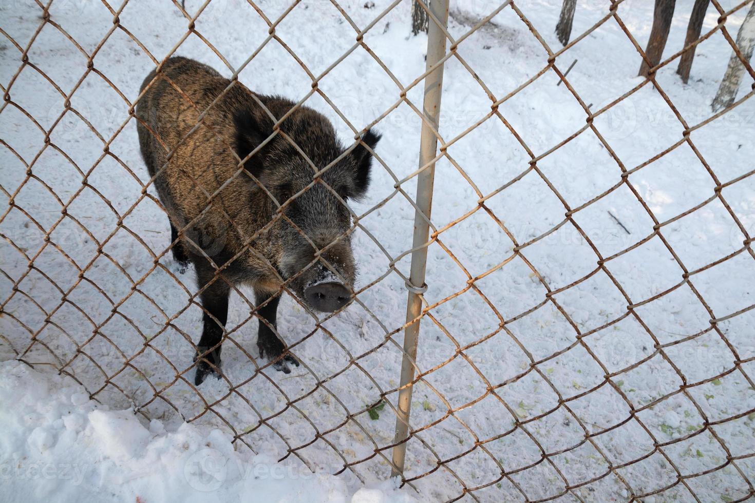 wild boar in search of food on a winter farm. photo