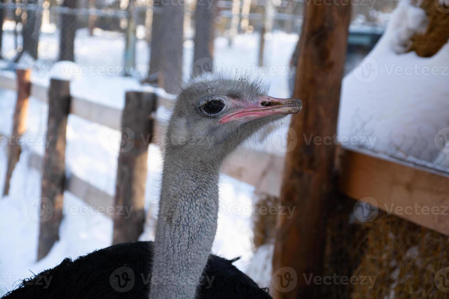 retrato de un avestruz sonriente en un parque de invierno.granja de avestruz. foto