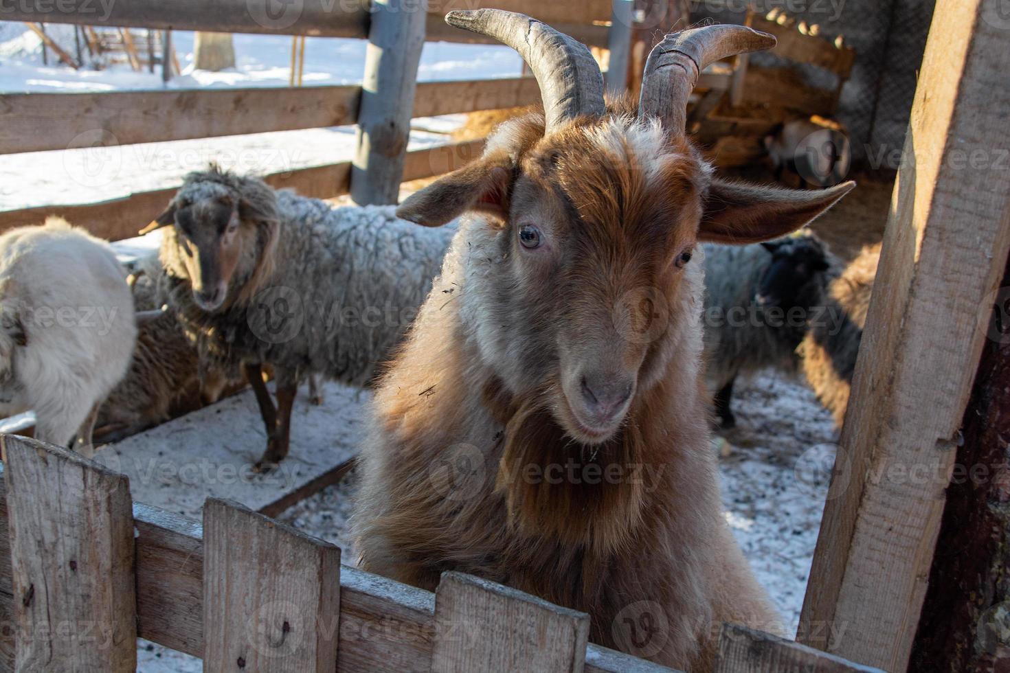 funny mountain goat close-up on a winter farm. photo