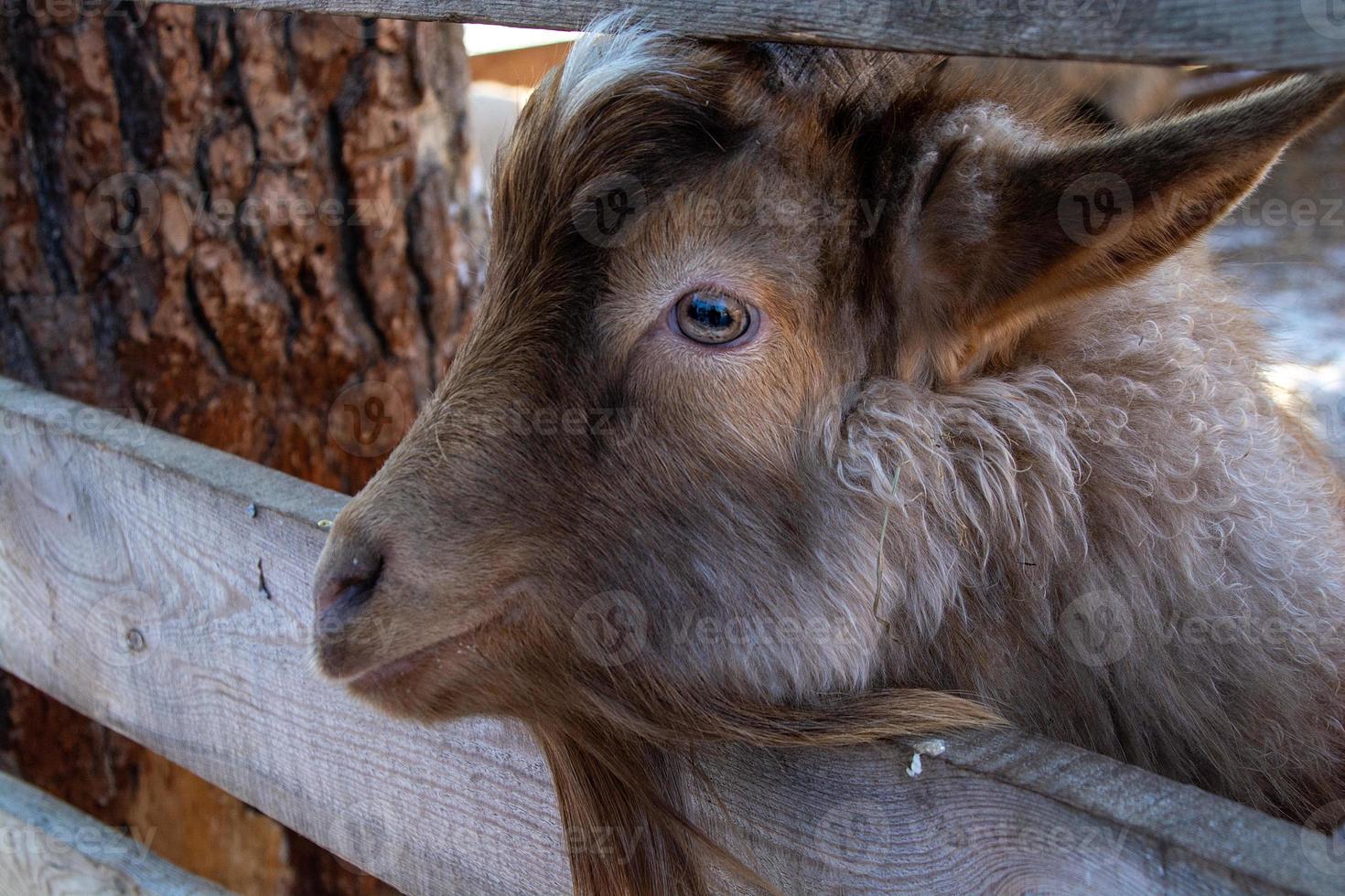 funny mountain goat close-up on a winter farm. photo