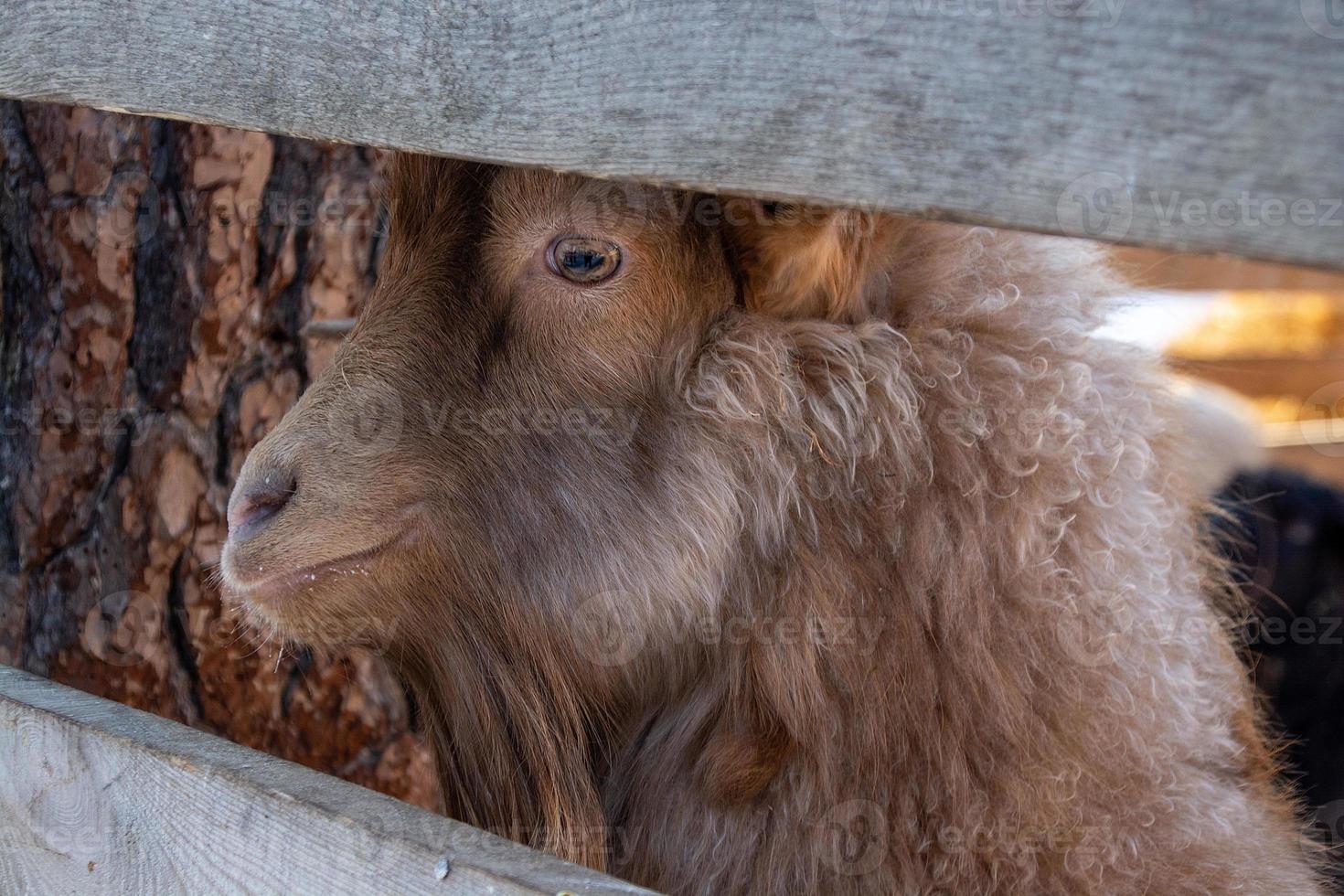 funny mountain goat close-up on a winter farm. photo