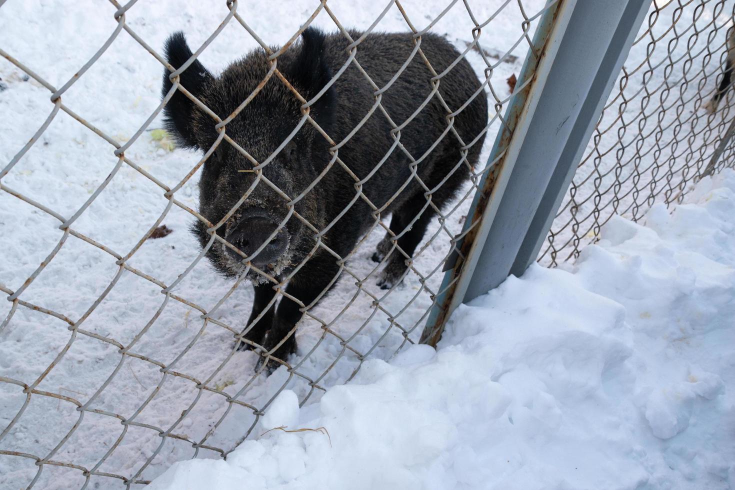 wild boar in search of food on a winter farm. photo