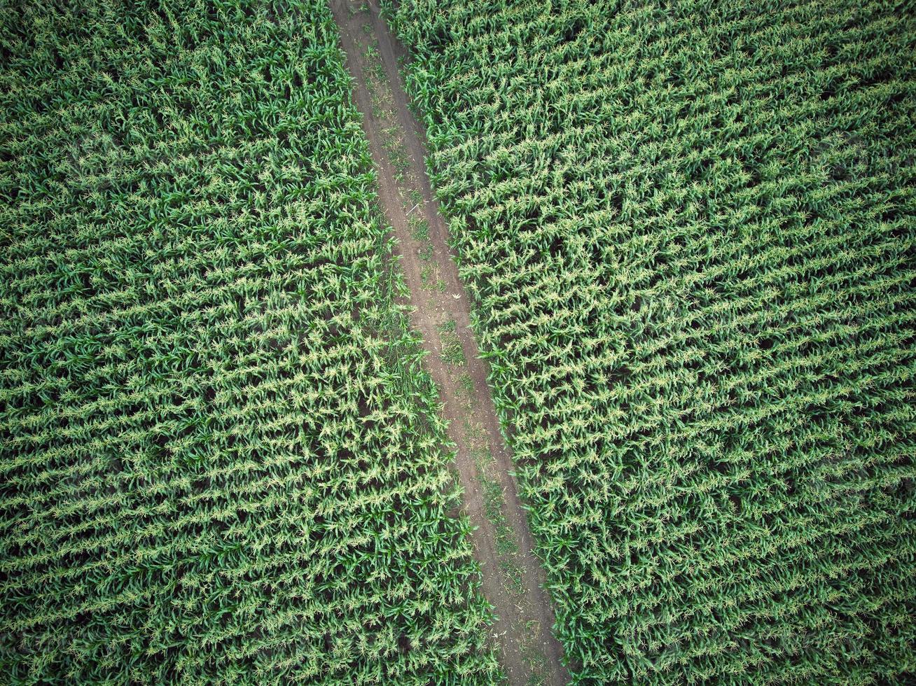 A bird's-eye view of a beautiful rural road in a green corn field. A shot from a drone. Concepts of nature and agriculture photo