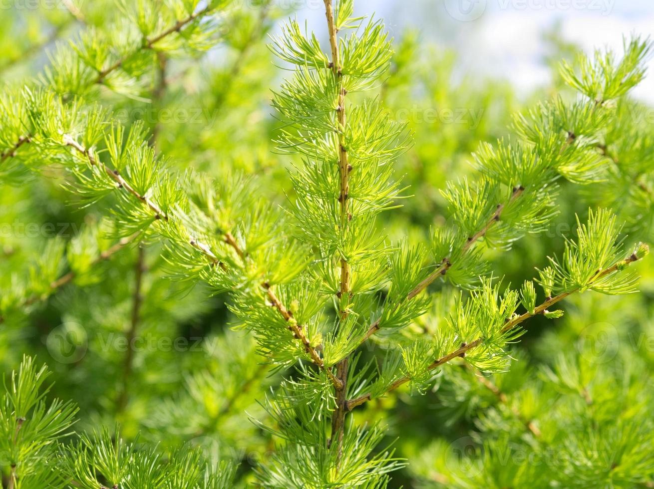 Spring green bright larch branches, close-up, green background photo