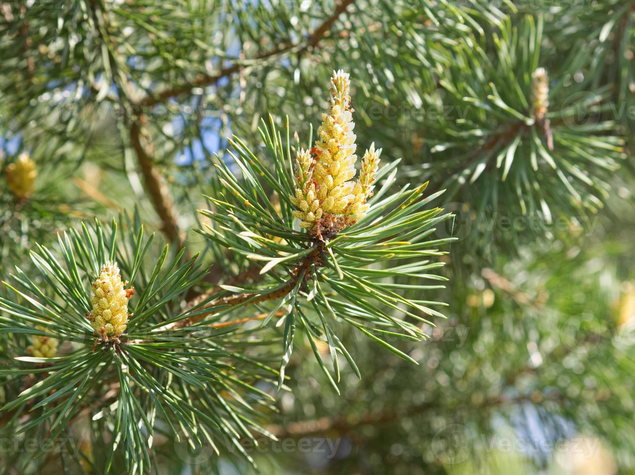 ramas verdes de primavera de pino, floración, polinización. alergia al polen. de cerca foto