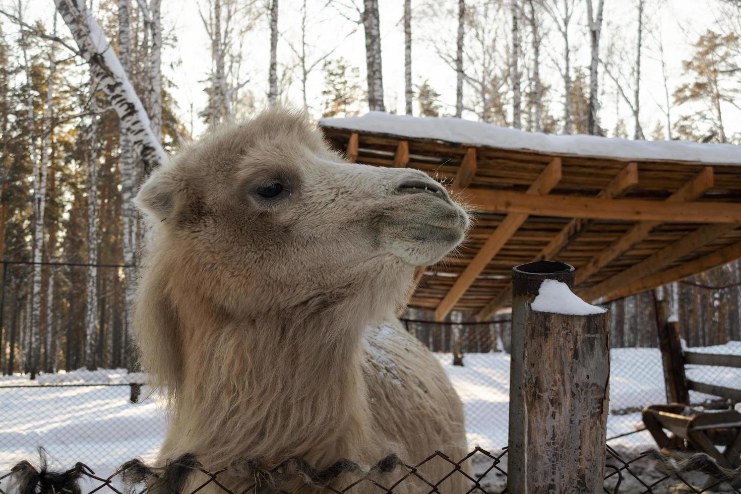 the muzzle of a light camel in close-up on a winter farm. photo