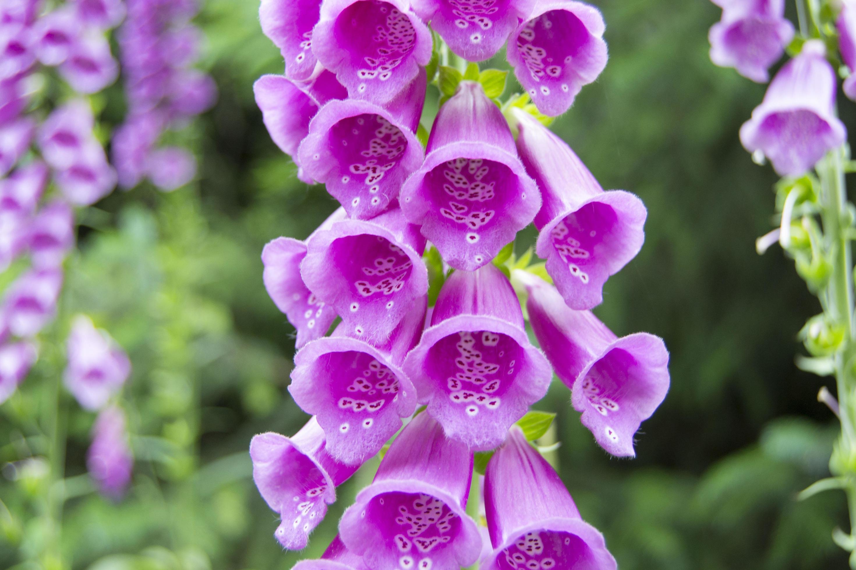 Beautiful Purple Digitalis Purpurea Foxglove 7189908 Stock Photo at