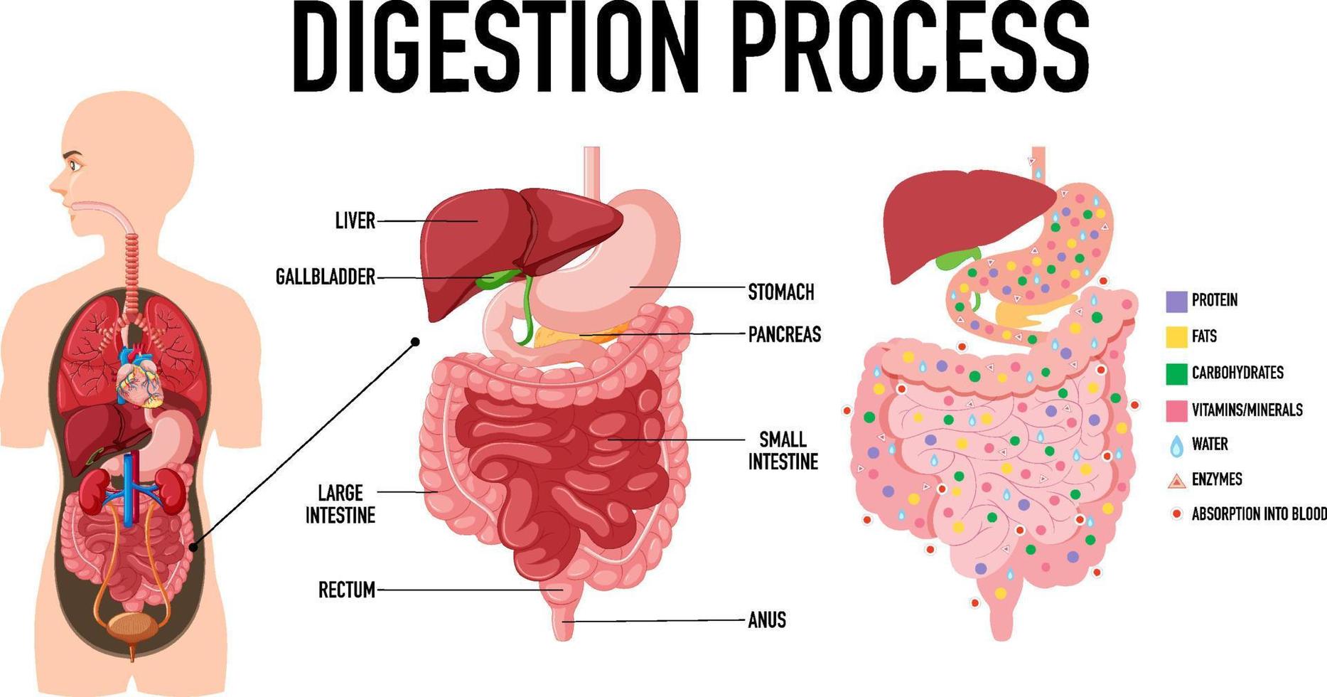 Diagram showing digestion process vector