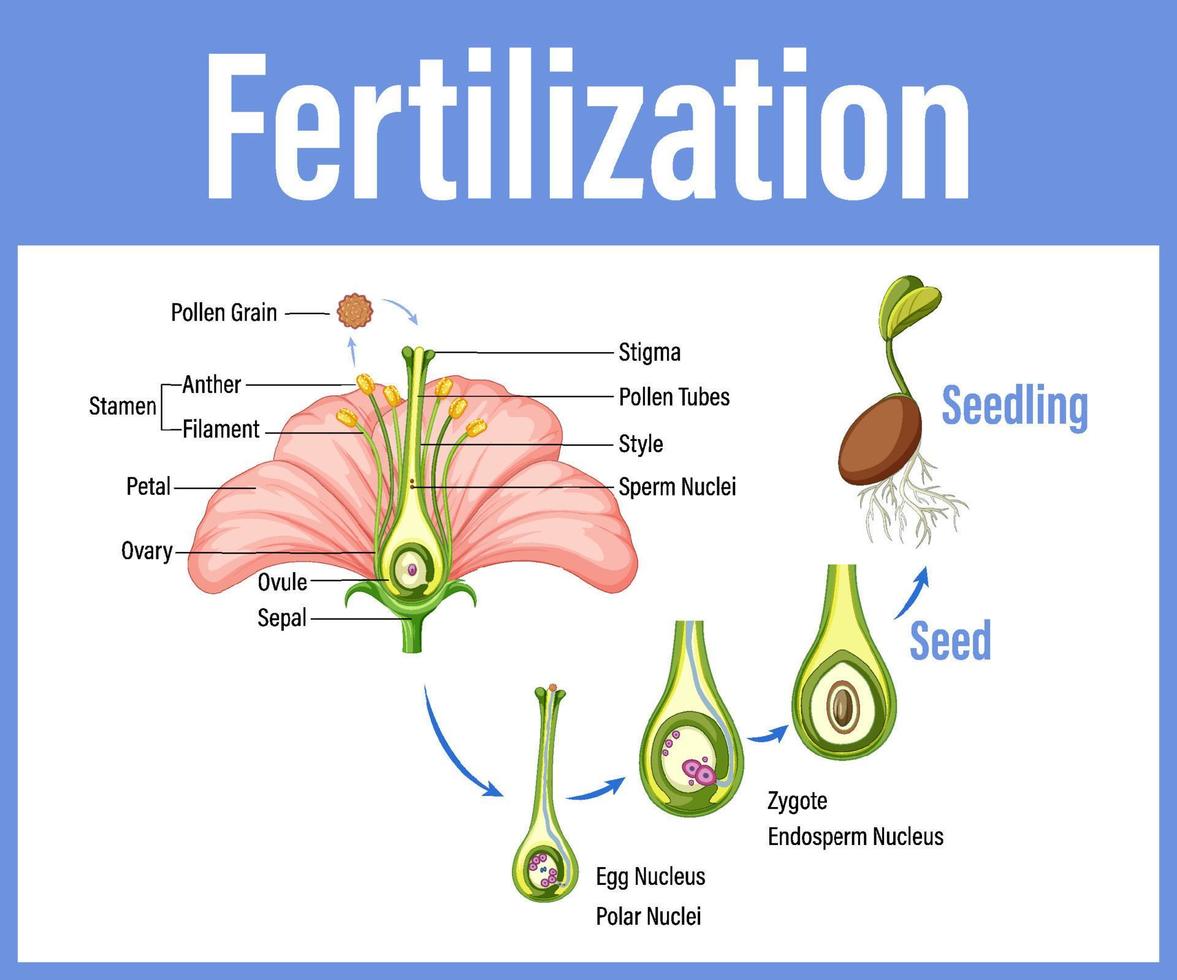 Diagram showing fertilization in flower 7190587 Vector Art at Vecteezy