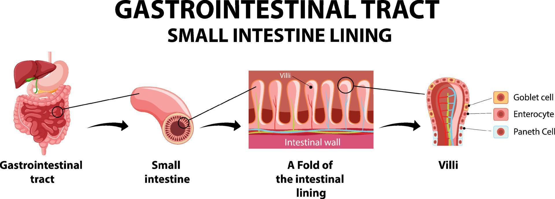 Diagram showing gastrointestinal tract vector