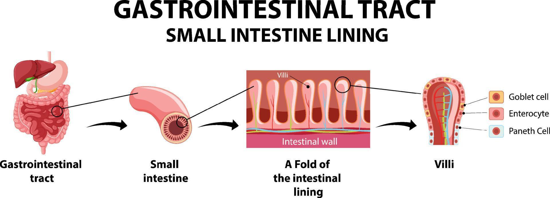 diagrama que muestra el tracto gastrointestinal vector