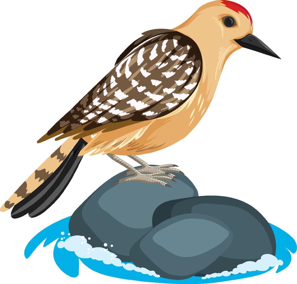 Brown bird standing on rock vector