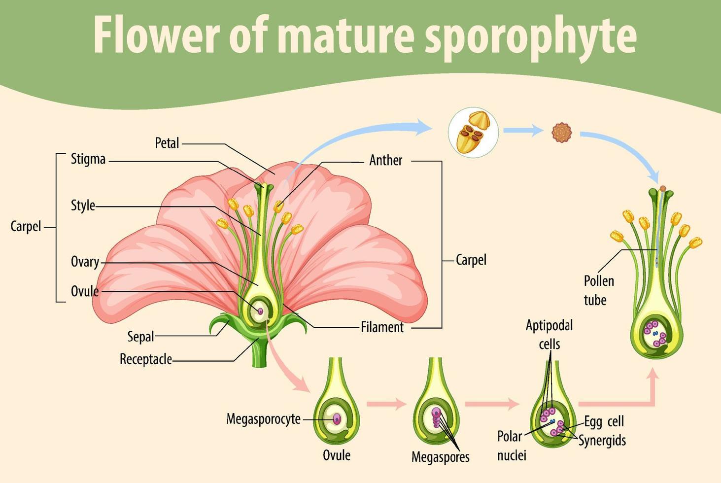 diagrama que muestra la flor del esporofito maduro vector