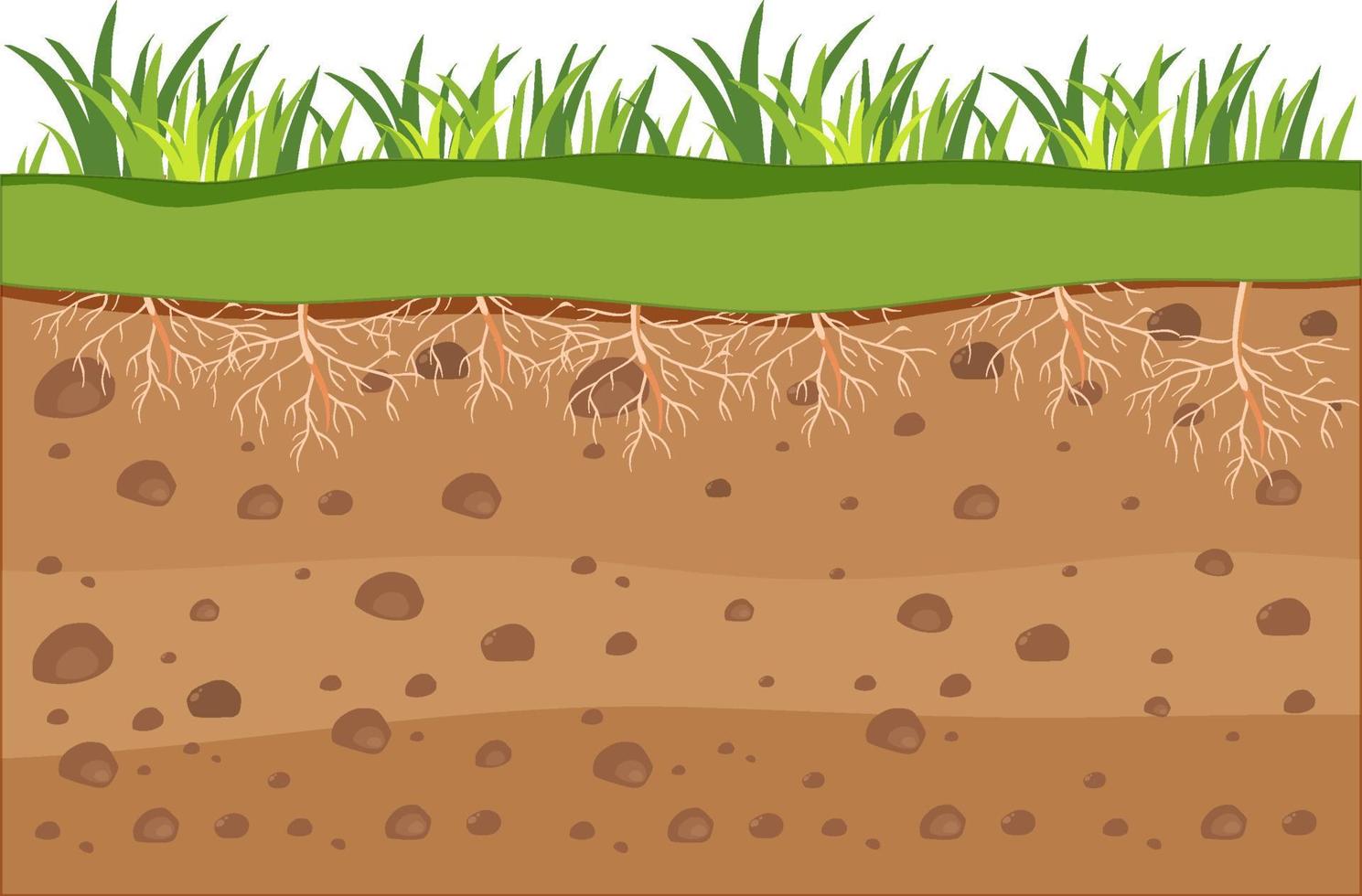 educación científica de la hierba y su raíz vector