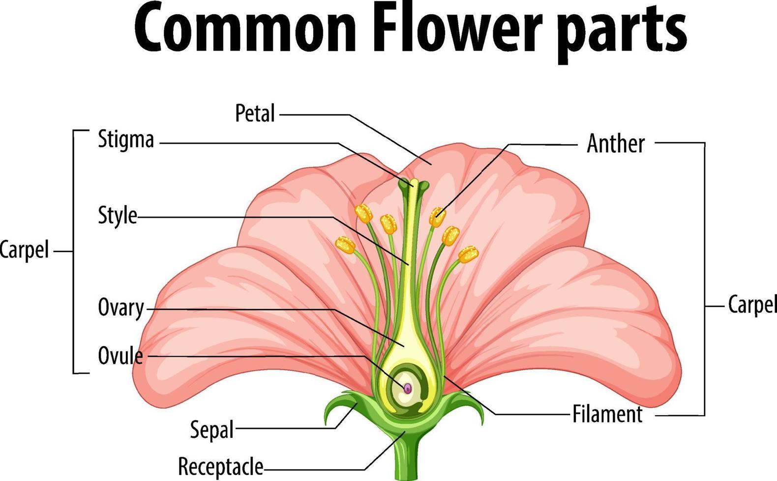 diagrama que muestra las partes comunes de las flores vector