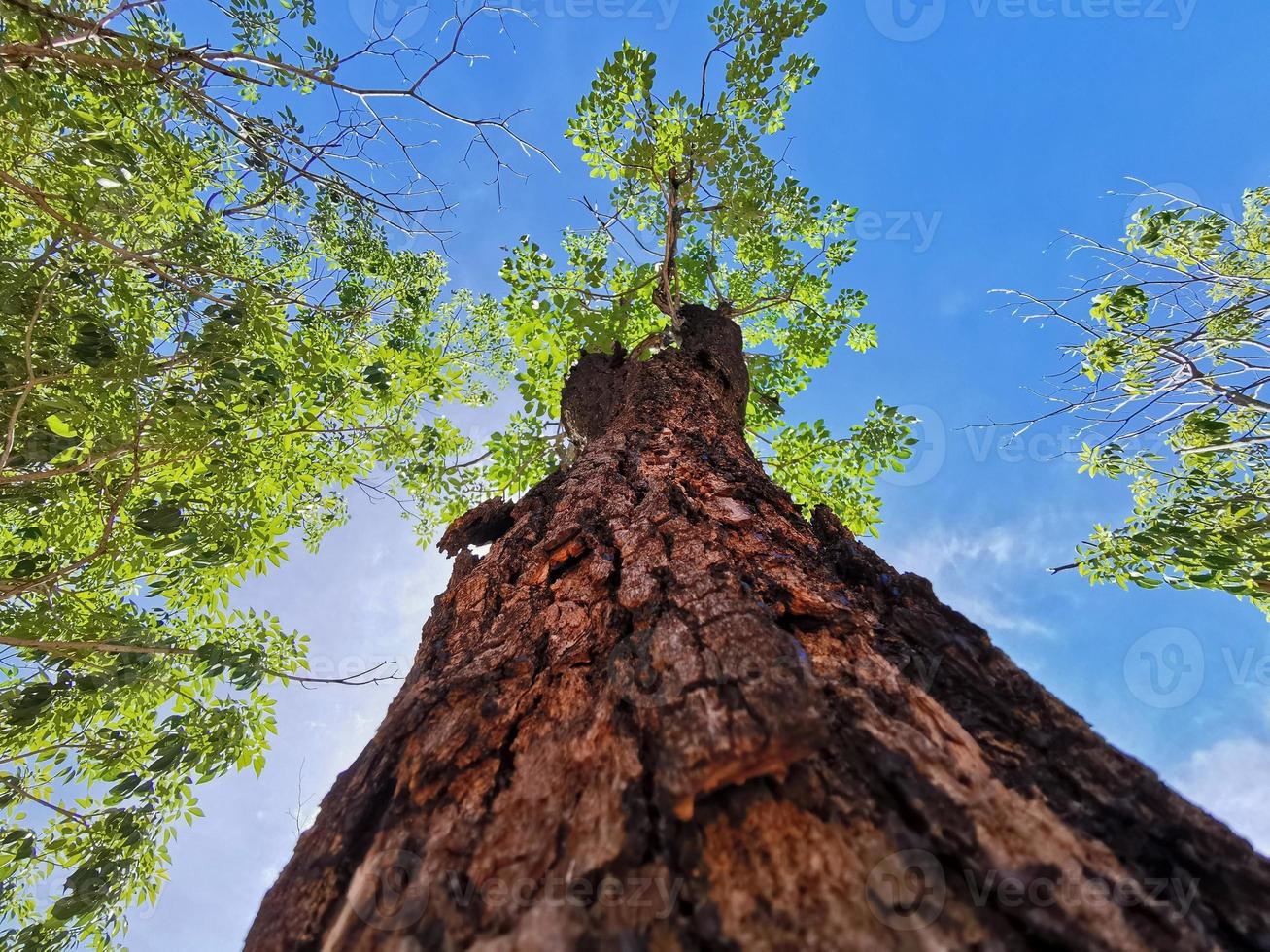 Tilt up a tree. Close up tilt up shot of big tree trunk with green leaves. photo