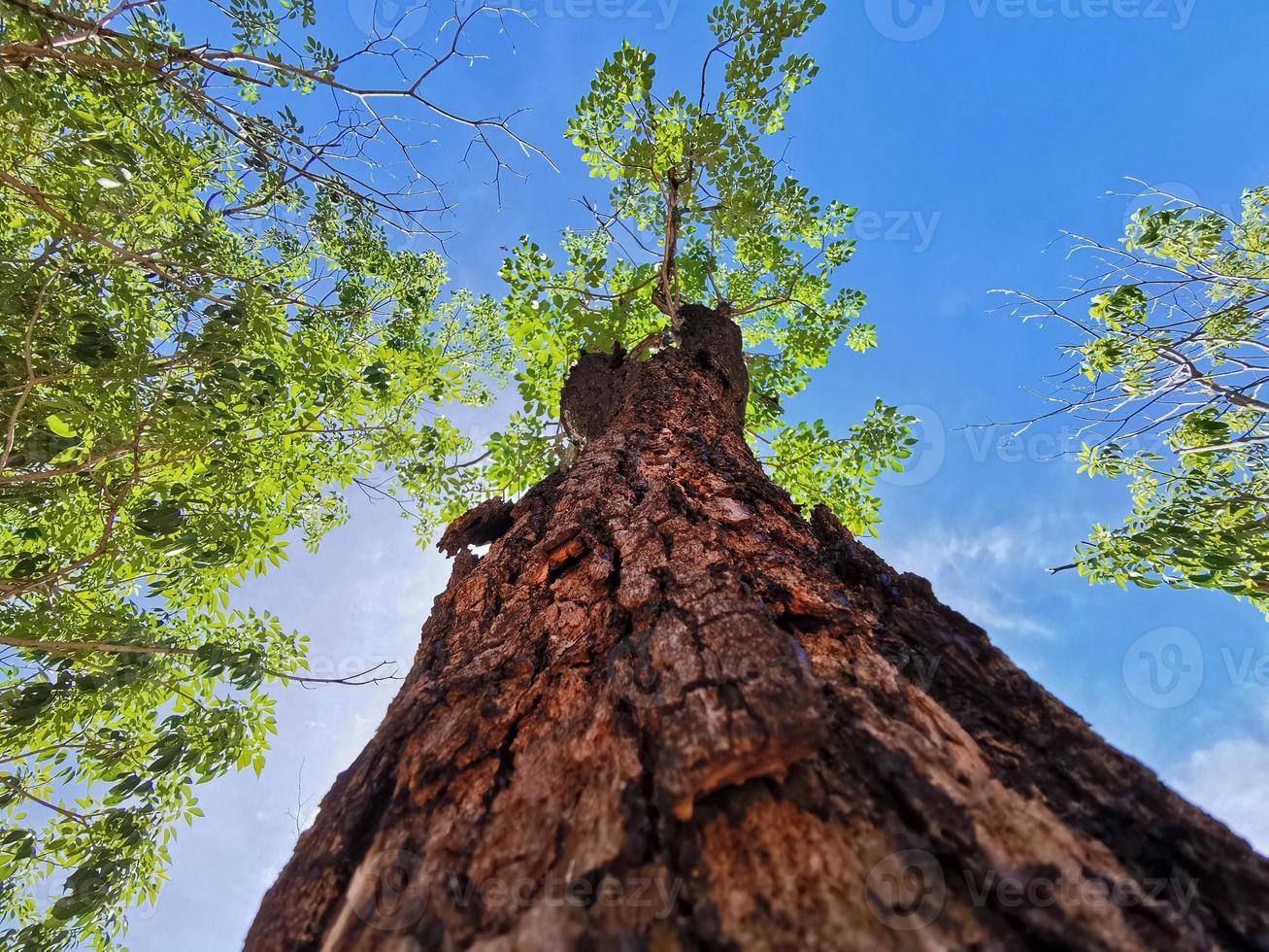 inclinar un árbol. Primer plano inclinado hacia arriba del tronco de un árbol grande con hojas verdes. foto