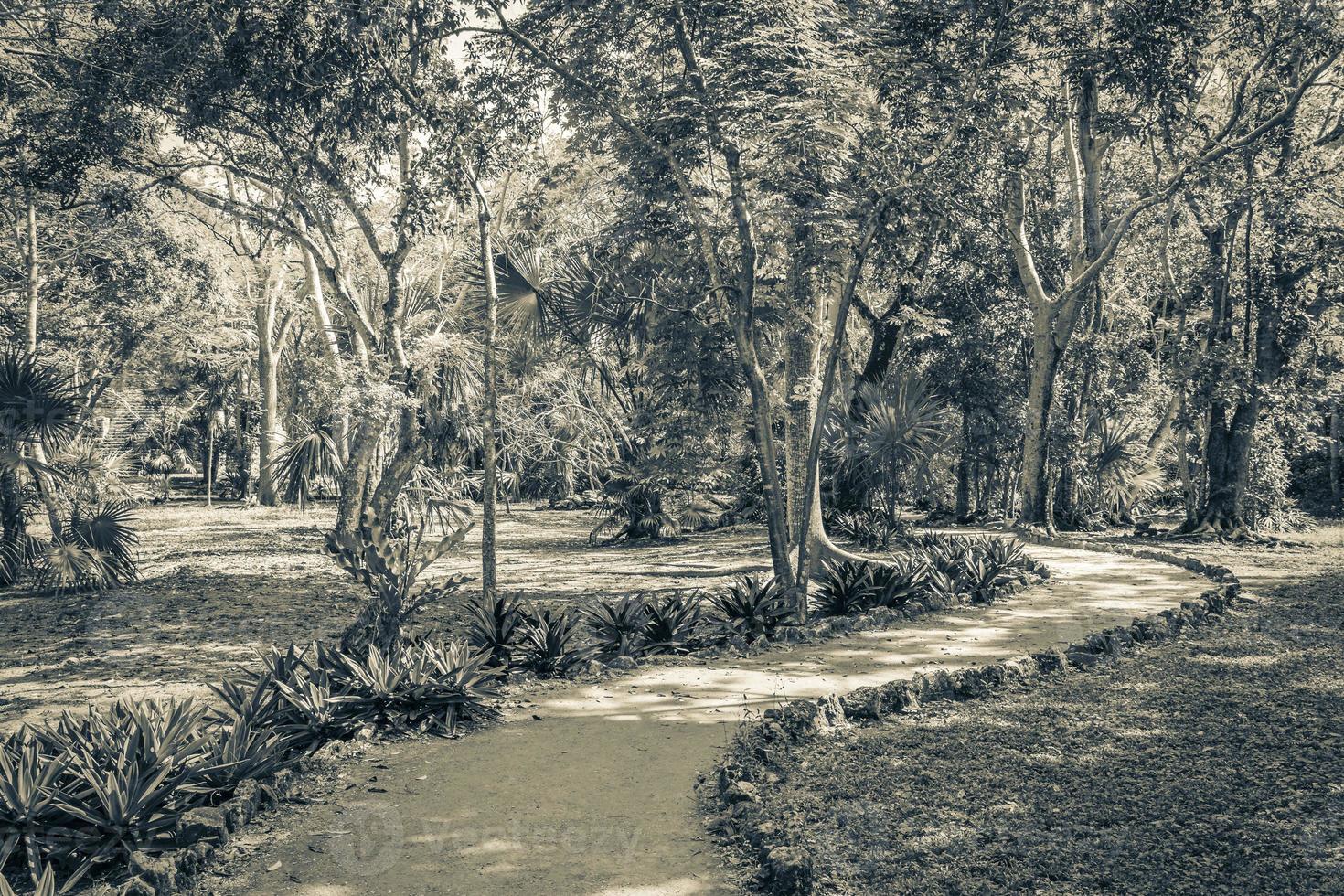 Tropical jungle plants trees walking trails Muyil Mayan ruins Mexico. photo