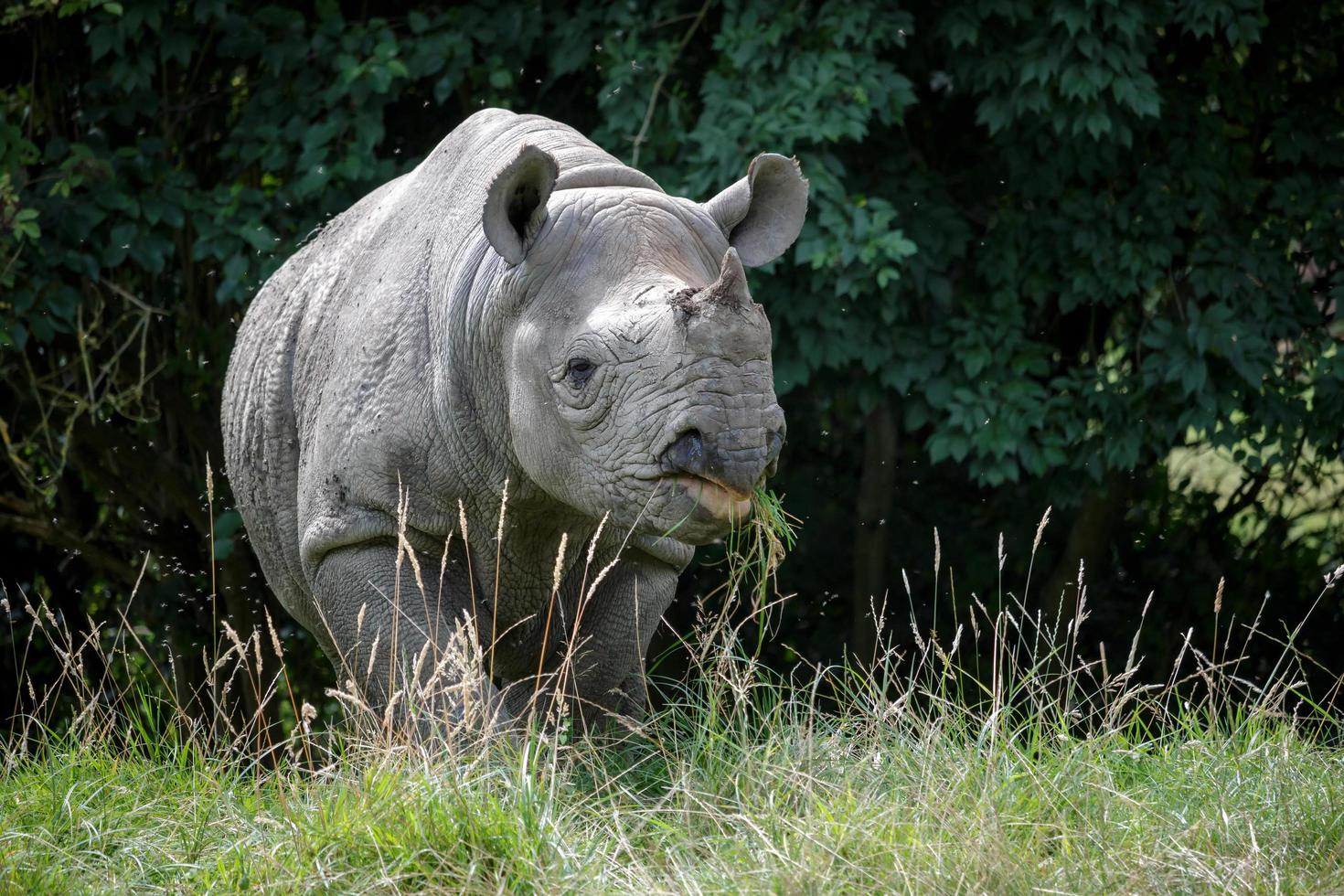 Black Rhinoceros or Hook-lipped Rhinoceros photo