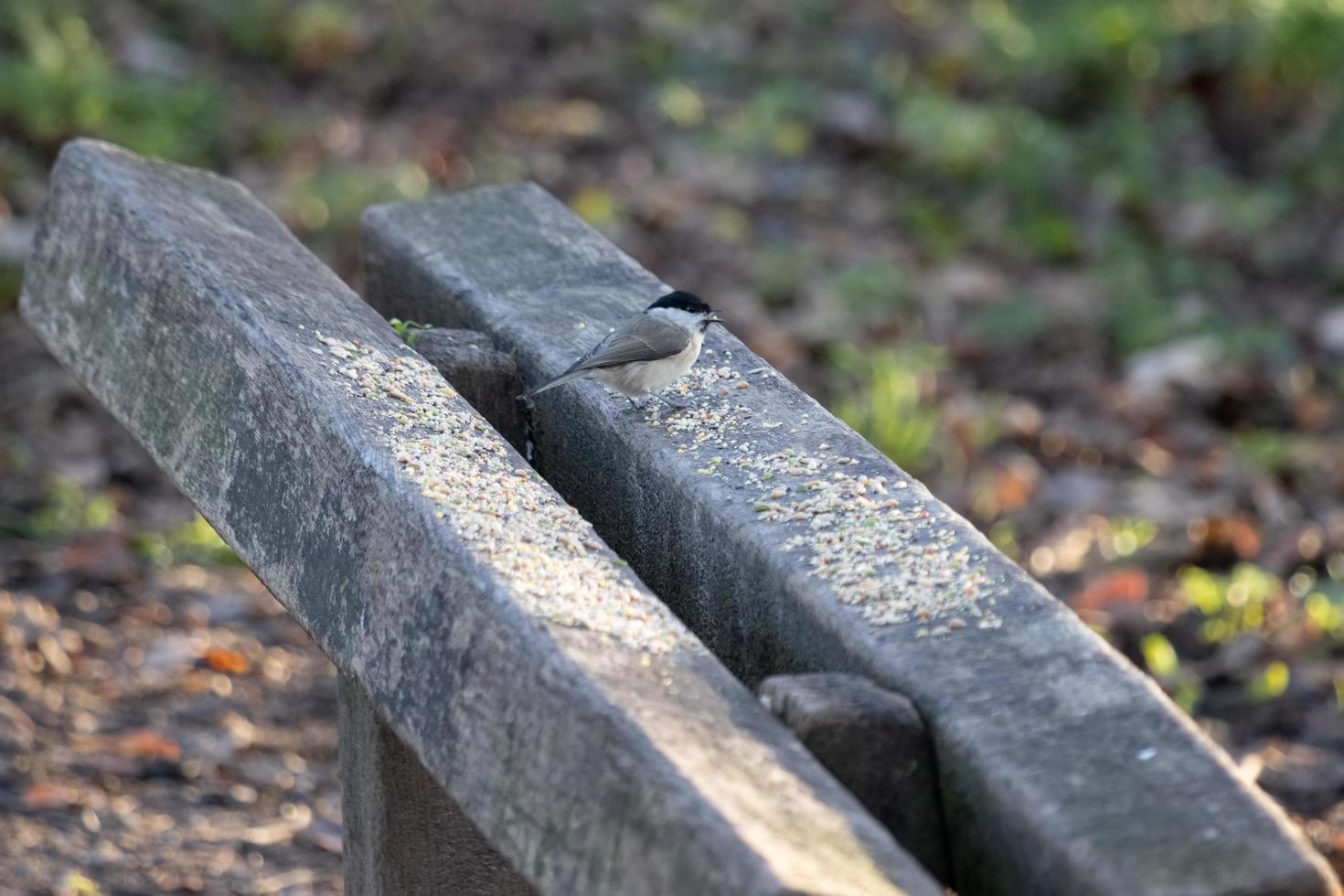 Marsh Tit eating seed scattered on a bench on the Worth Way photo