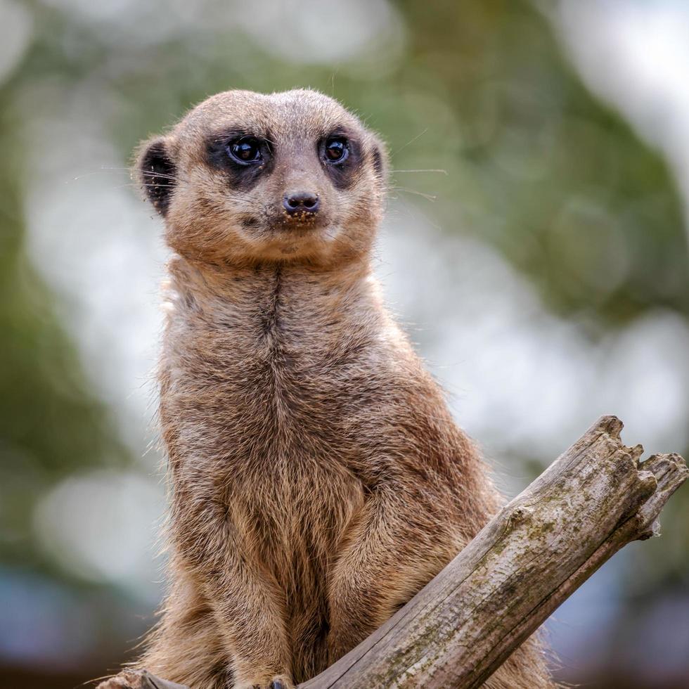 Meerkat or Suricate photo
