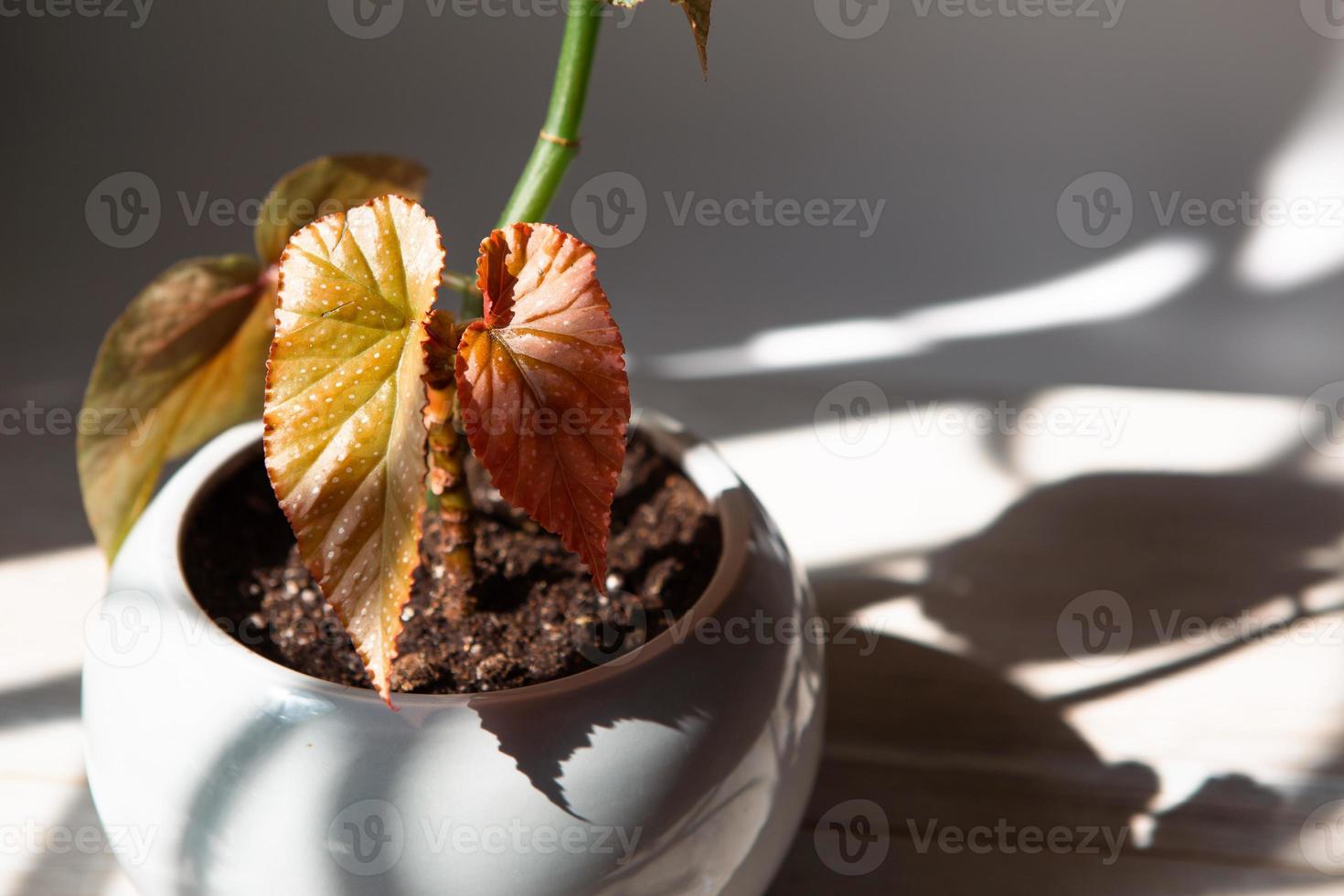 Coral begonia Corallina, silver-spotted argentea-guttata close-up in bright sunlight with shadows. Potted house plants, home decor, care and cultivation photo