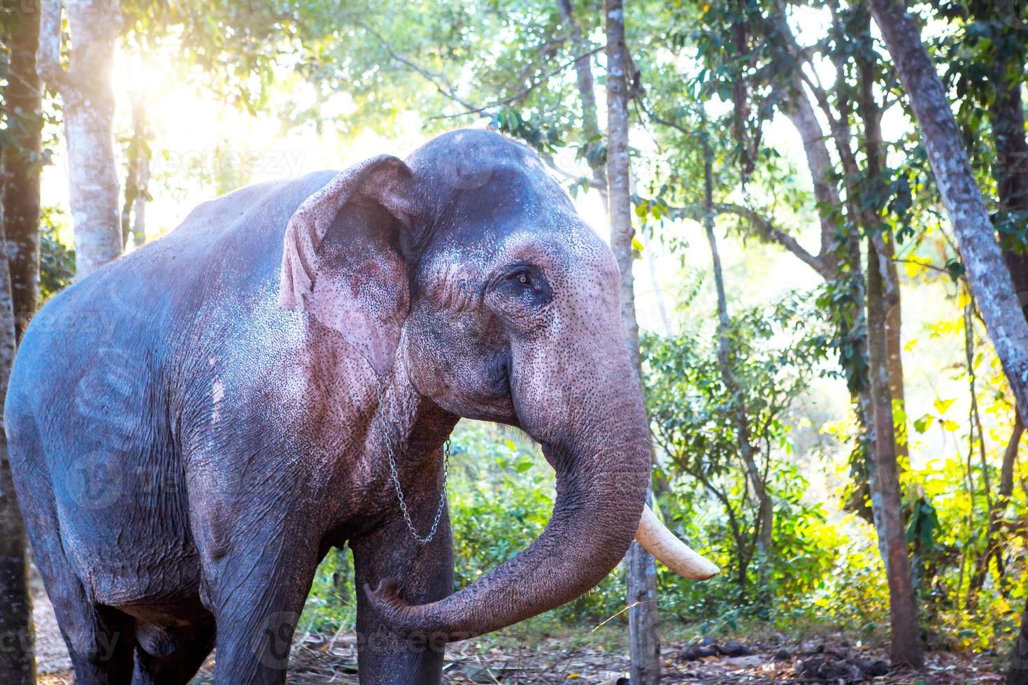 elefante indio en la jungla en una cadena - entretenimiento para turistas, trabajo duro en la granja, equitación, excursiones. elefante en el bosque al sol a través de los árboles. foto