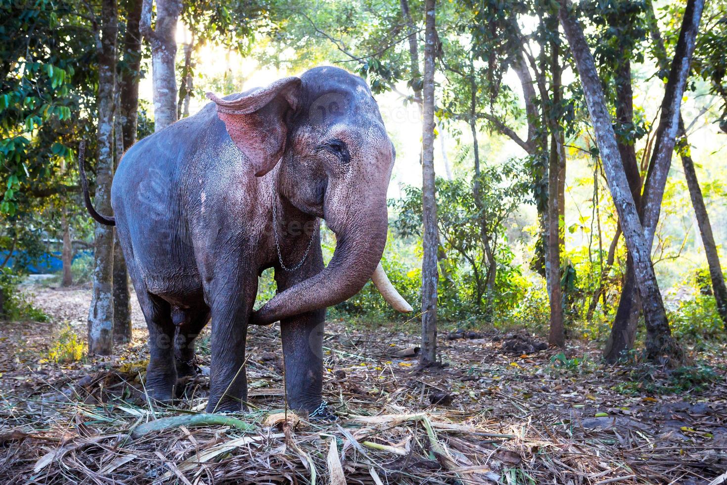 Indian elephant in the jungle on a chain - entertainment for tourists, hard work on the farm, riding, excursions. Elephant in the forest in the sun through the trees. photo