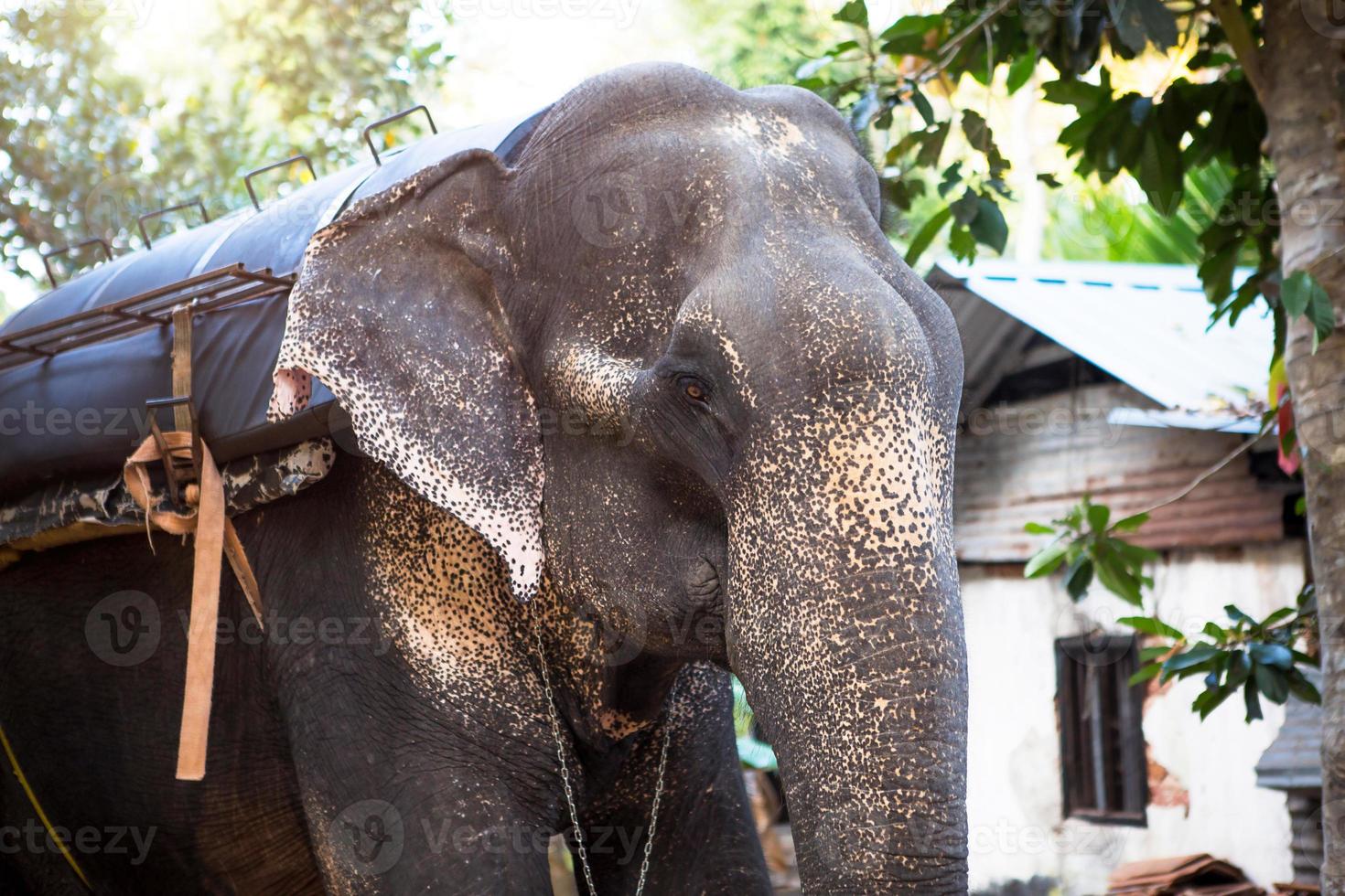 Indian elephant in the jungle on a chain - entertainment for tourists, hard work on the farm, riding, excursions. Elephant in the forest in the sun through the trees. photo