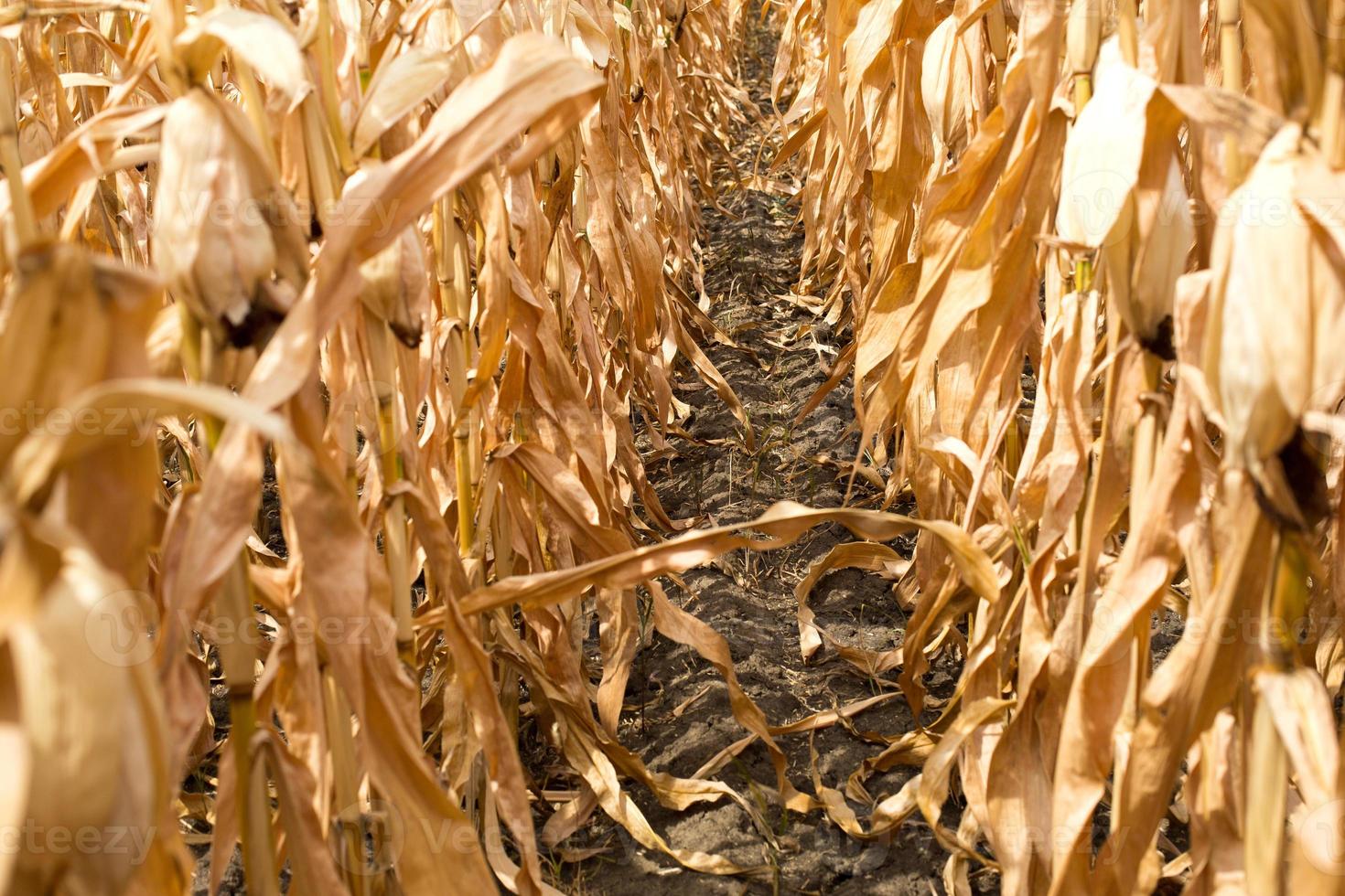 Rows of ripe corn on a dry plantation. Path between plantings of grain crops, beds with crops. Space for text photo