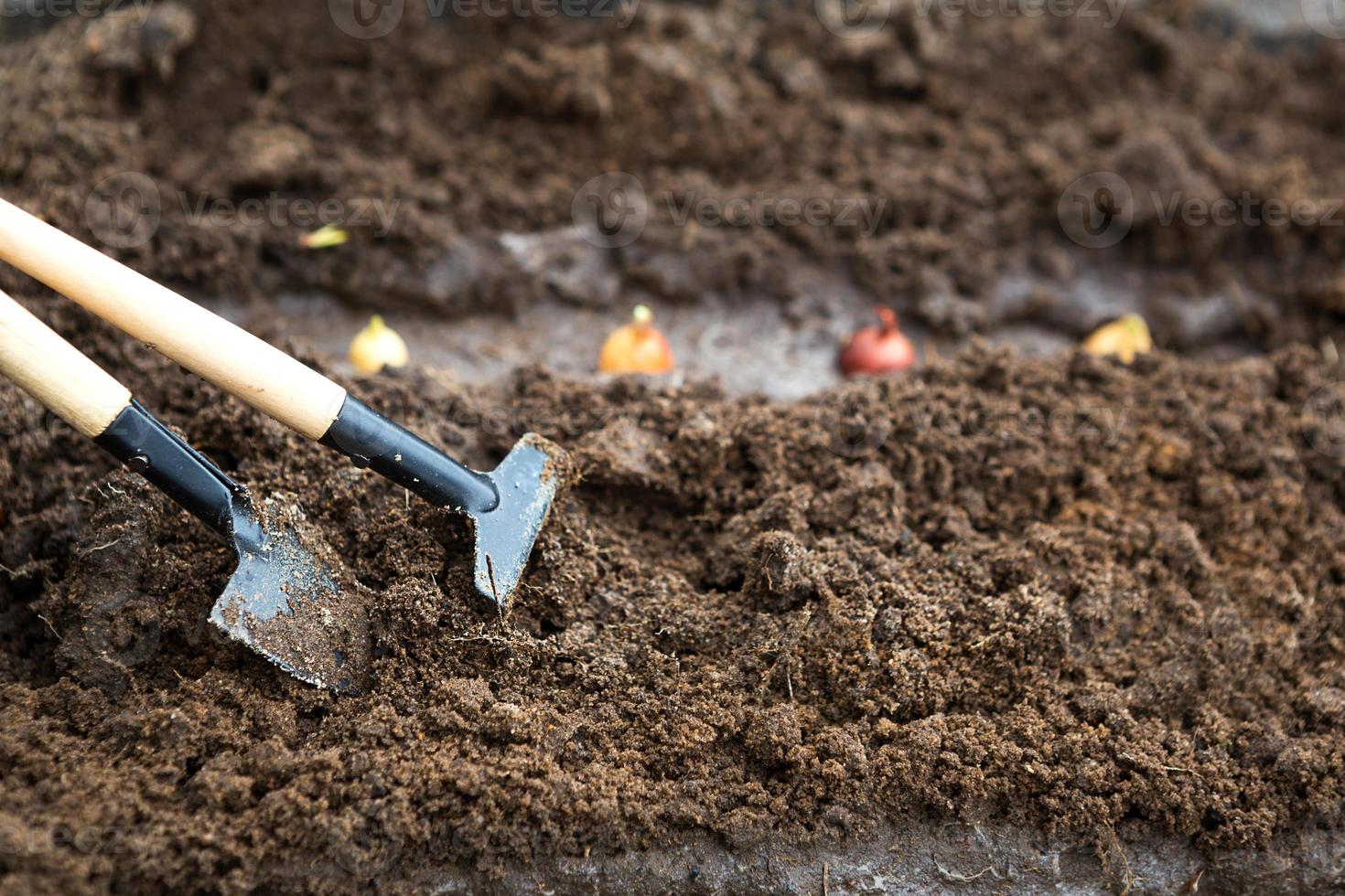 Rake and a shovel are inserted into the ground from the garden, the onion-sowing is planted. Springtime, working on a plot of land, landscaping, gardening, growing flowers, fruit crops. Copy space photo