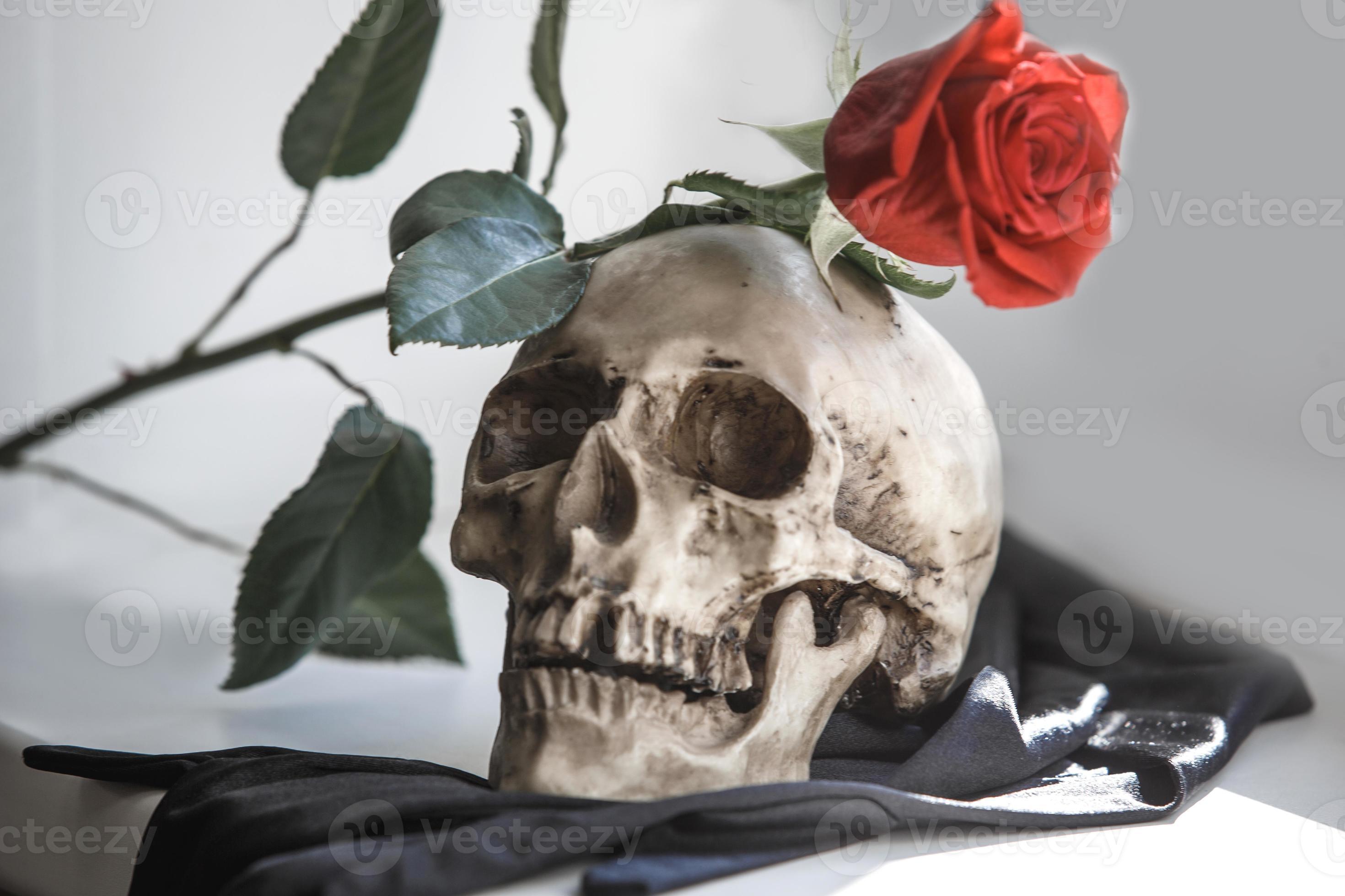 un cráneo humano con una rosa roja sobre un fondo gris. concepto de amor y  muerte, halloween, santa muerte-santa muerte. flor en los dientes de un  esqueleto 7193049 Foto de stock en