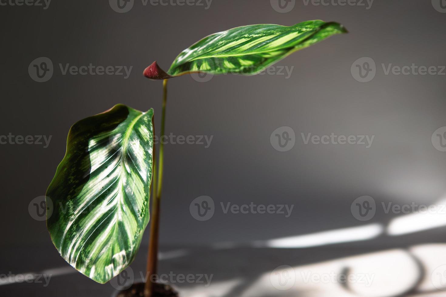Calathea Flamestar green pattern leaf close-up on the windowsill in bright sunlight with shadows. Potted house plants, green home decor, care and cultivation, marantaceae variety. Copy space photo