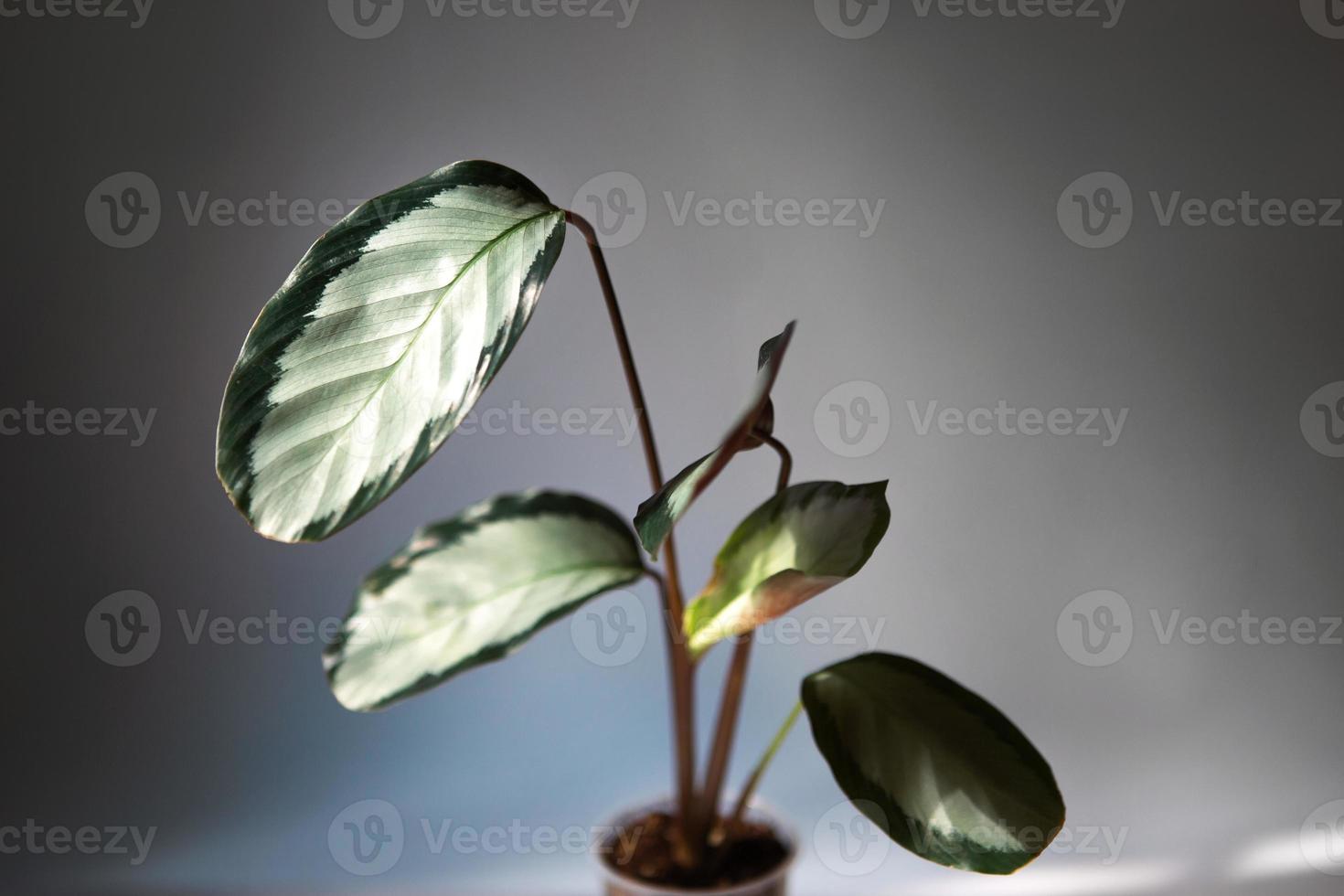 Calathea Argentea green pattern leaf close-up on the windowsill in bright sunlight with shadows. Potted house plants, green home decor, care and cultivation, marantaceae variety. photo