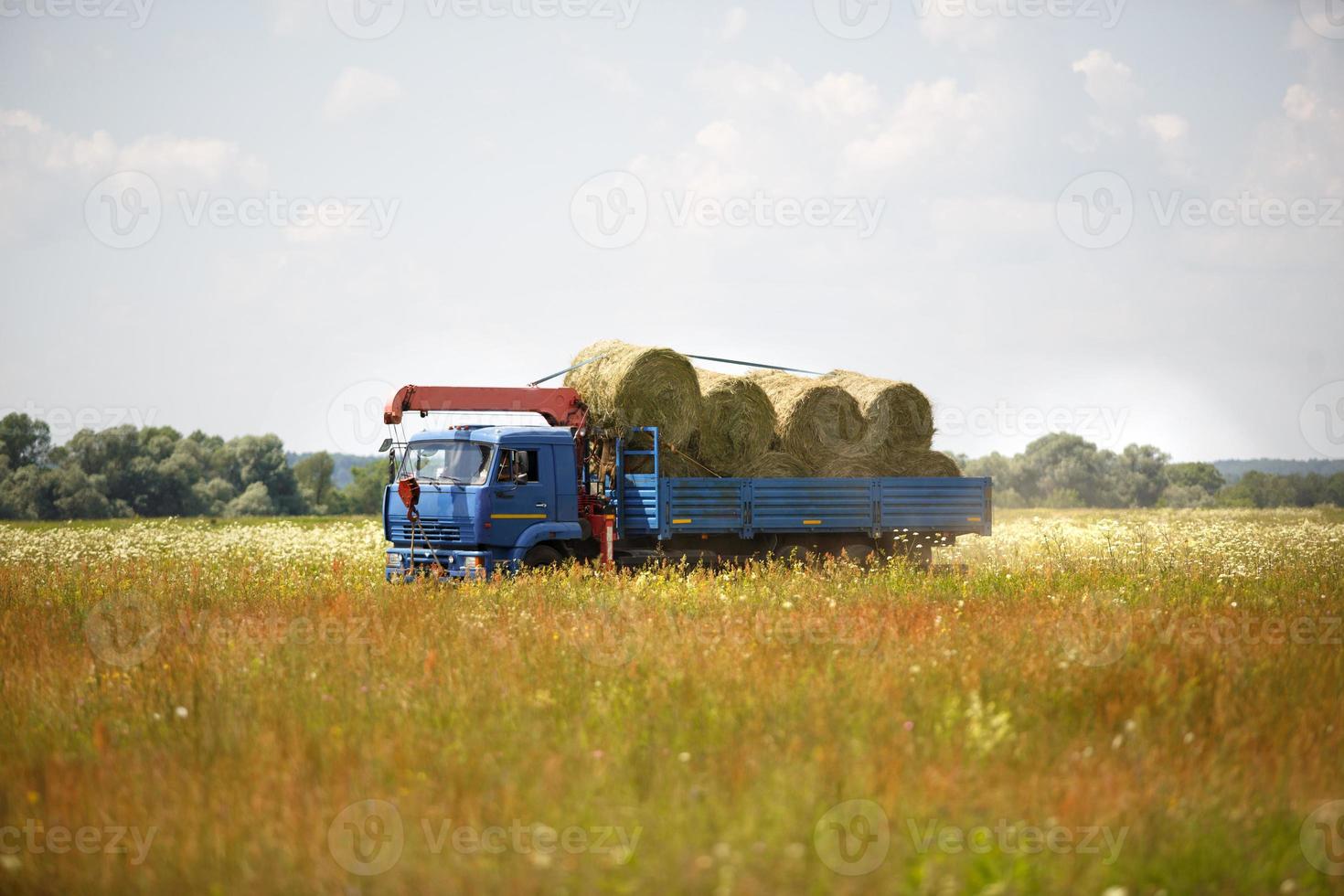 A blue truck with an arrow takes round haystacks out of the field. Harvesting for winter fodder for cattle, agriculture, animal keeping, harvesting from the fields photo