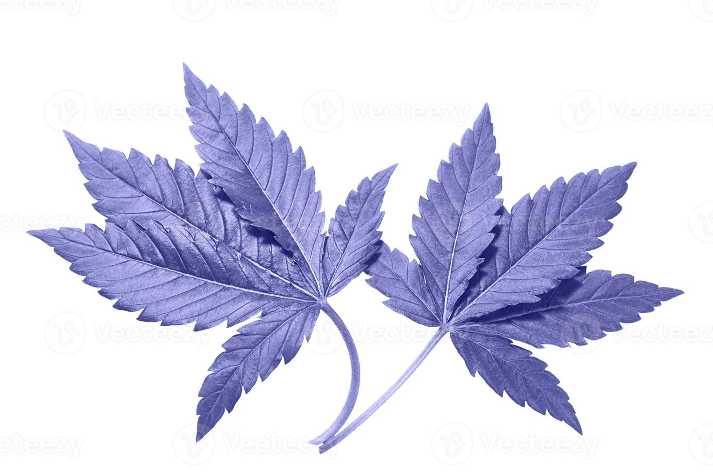 hoja de cannabis sobre un fondo blanco aislado. Las hojas de marihuana medicinal de la variedad jack herer son un híbrido de sativa e indica. foto