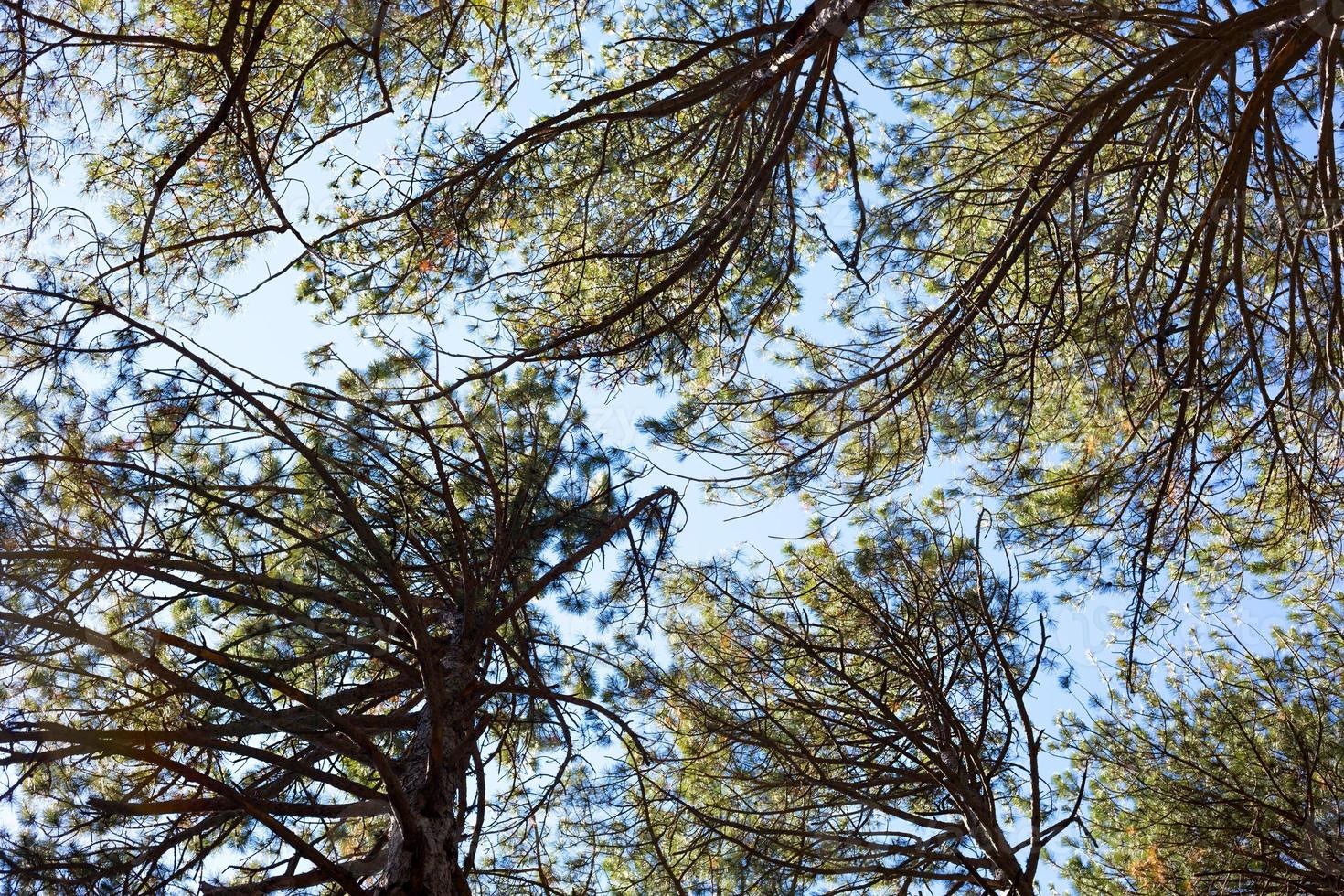 A pattern of crowns and tree branches against the sky. Bottom view. photo