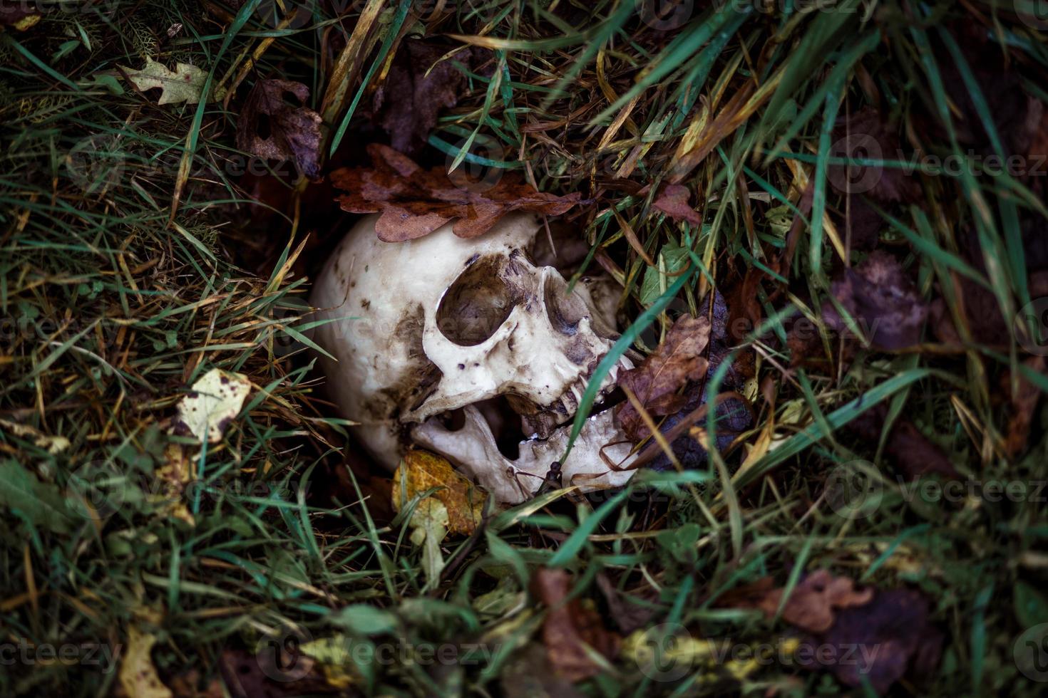 A human skull in the grass is buried under autumn leaves. Fake skull close - up in natural background. photo