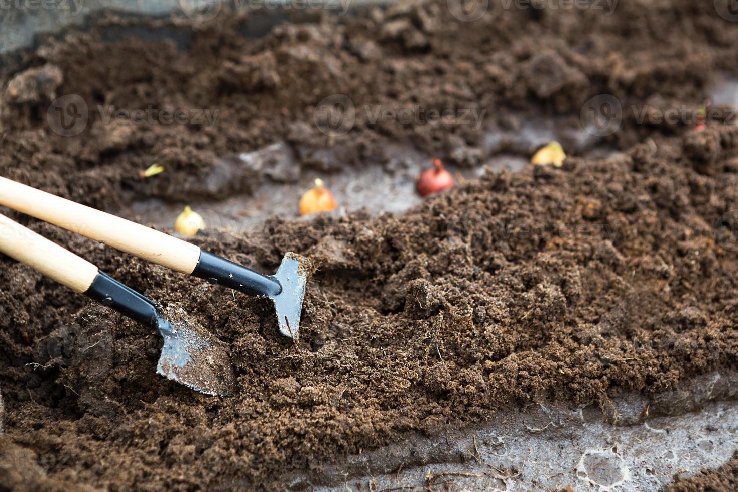 Rake and a shovel are inserted into the ground from the garden, the onion-sowing is planted. Springtime, working on a plot of land, landscaping, gardening, growing flowers, fruit crops. Copy space photo