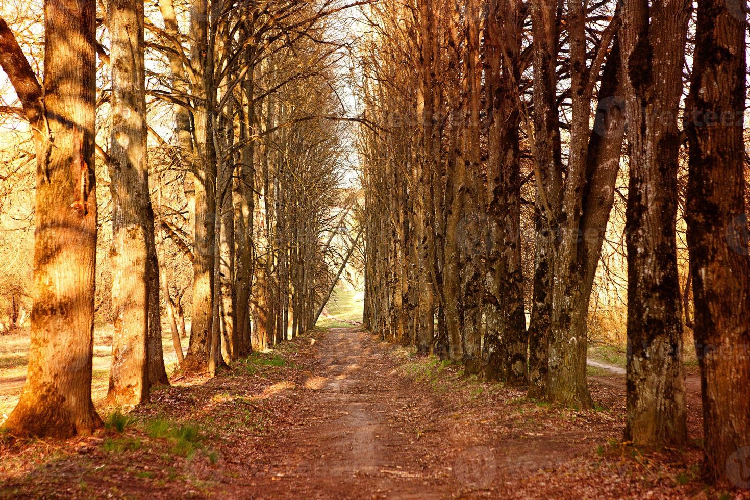 An alley of trees without leaves. Spring, autumn, apple orchard, seasonality, dry grass. Naturalness, ecology, springtime. Copy space, background photo