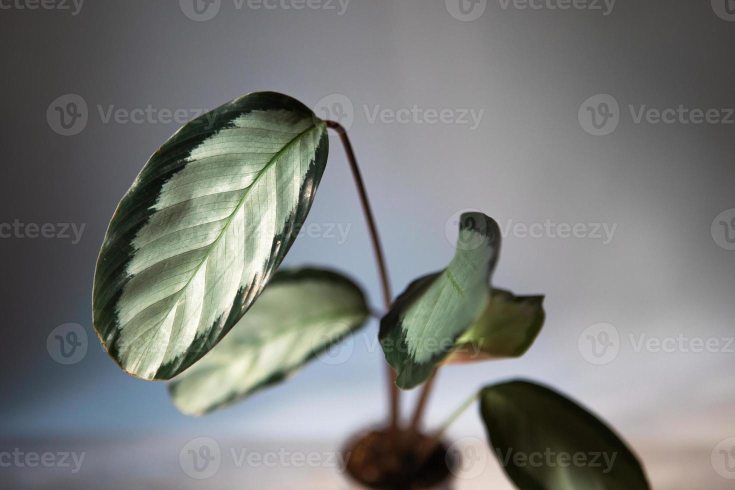 Calathea Argentea green pattern leaf close-up on the windowsill in bright sunlight with shadows. Potted house plants, green home decor, care and cultivation, marantaceae variety. photo