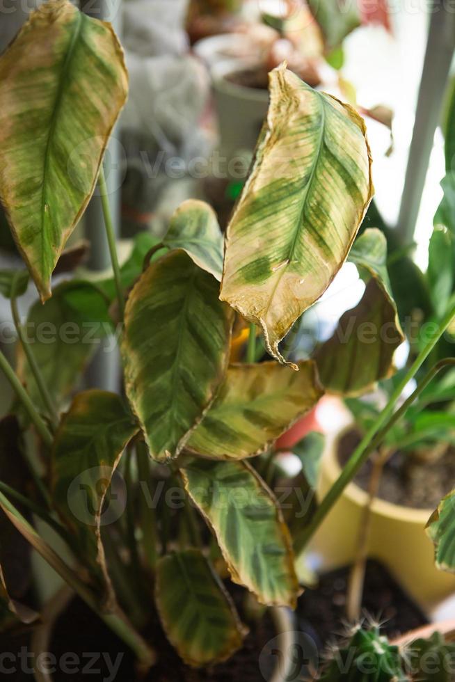 Problems in the cultivation of domestic plants - leaves affected by a spider mite, yellow and dry tips, the overflow of the plant, rotting of the roots. Plant treatment and pest and fungus control photo