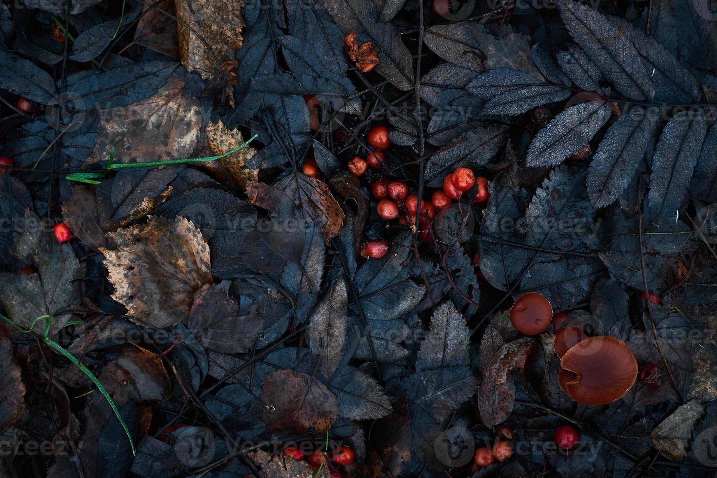 patrón de hojas de otoño, foto floral de arte oscuro monocromática clásica con pequeñas hojas secas