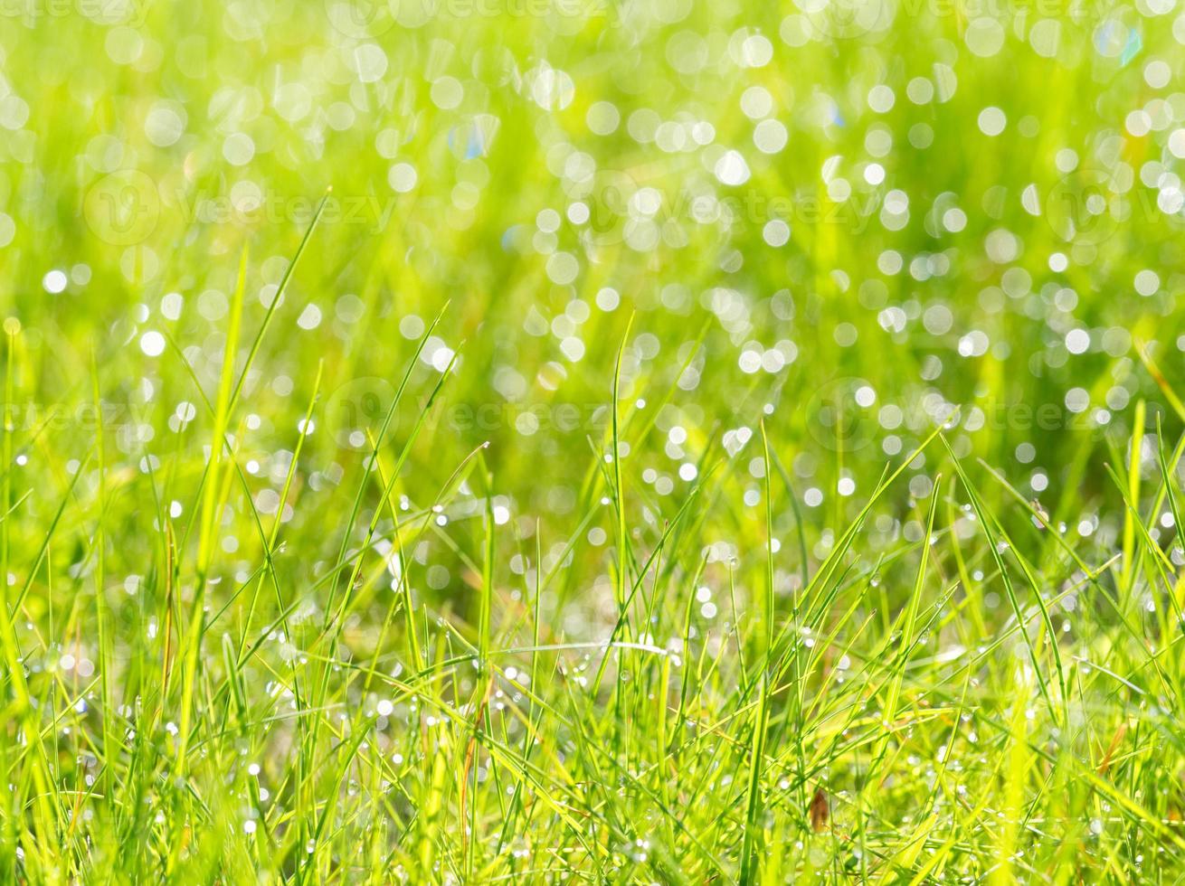 meadow grass with dew drops in sunshine, blurred background, after ...