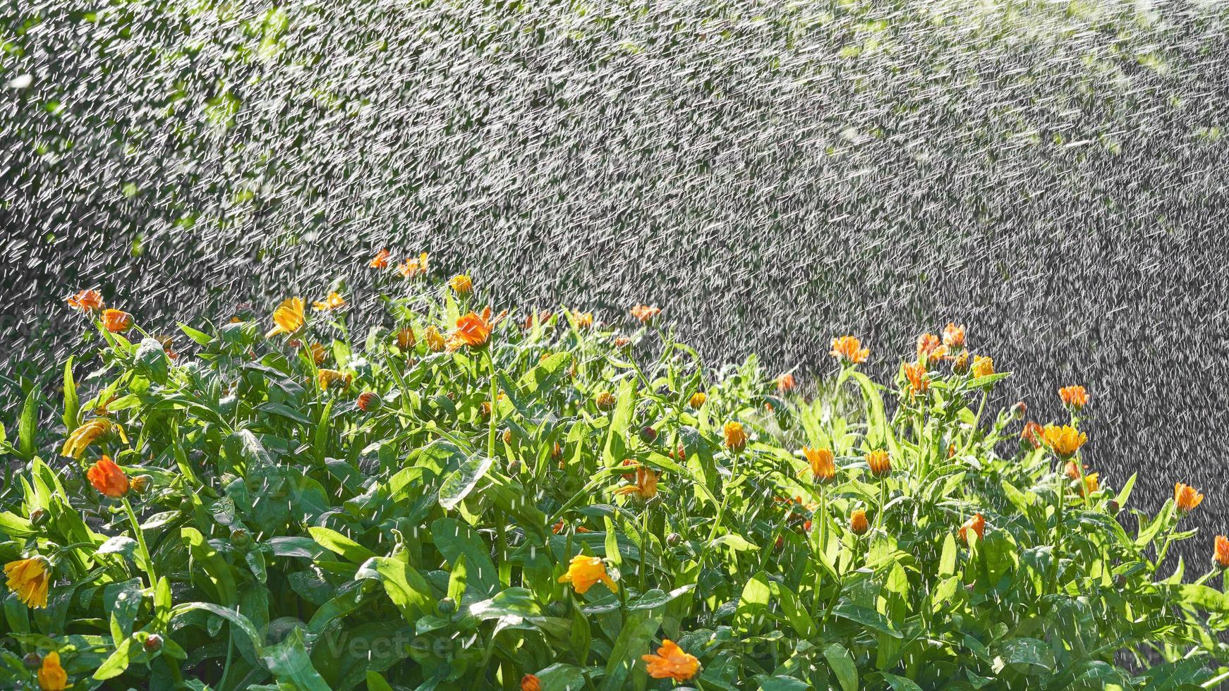 Watering by rain flowers and plants with hose in home garden on sunny day photo