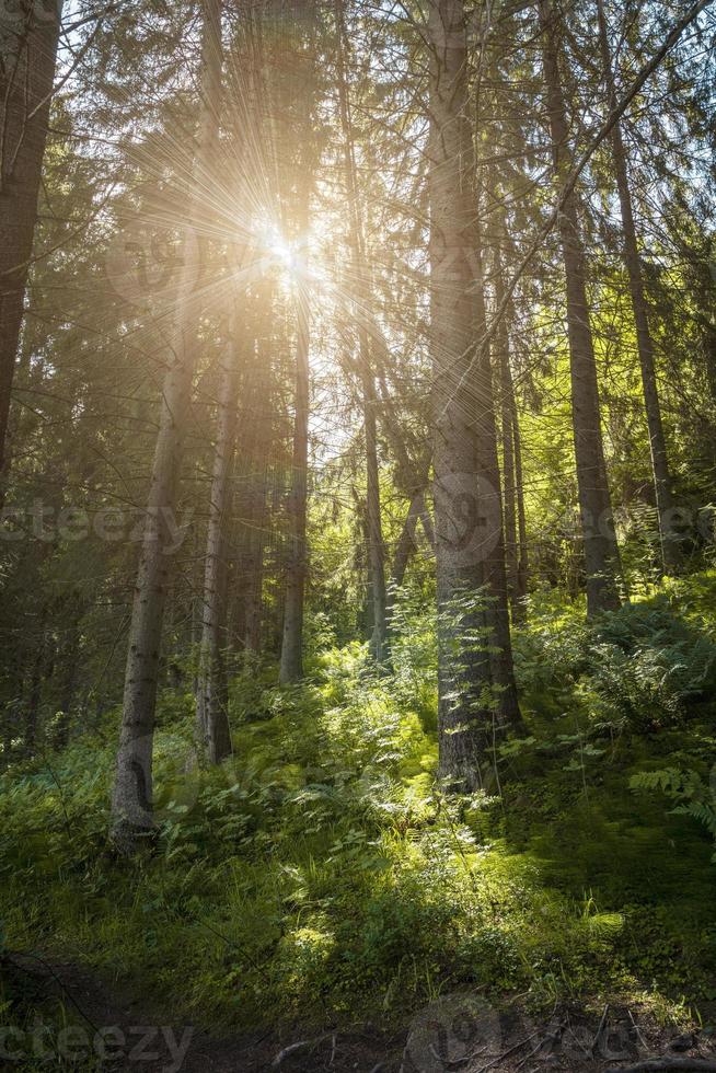 Vertical view of dense pine green forest, rays of sunlight from sun break through leaves of trees photo