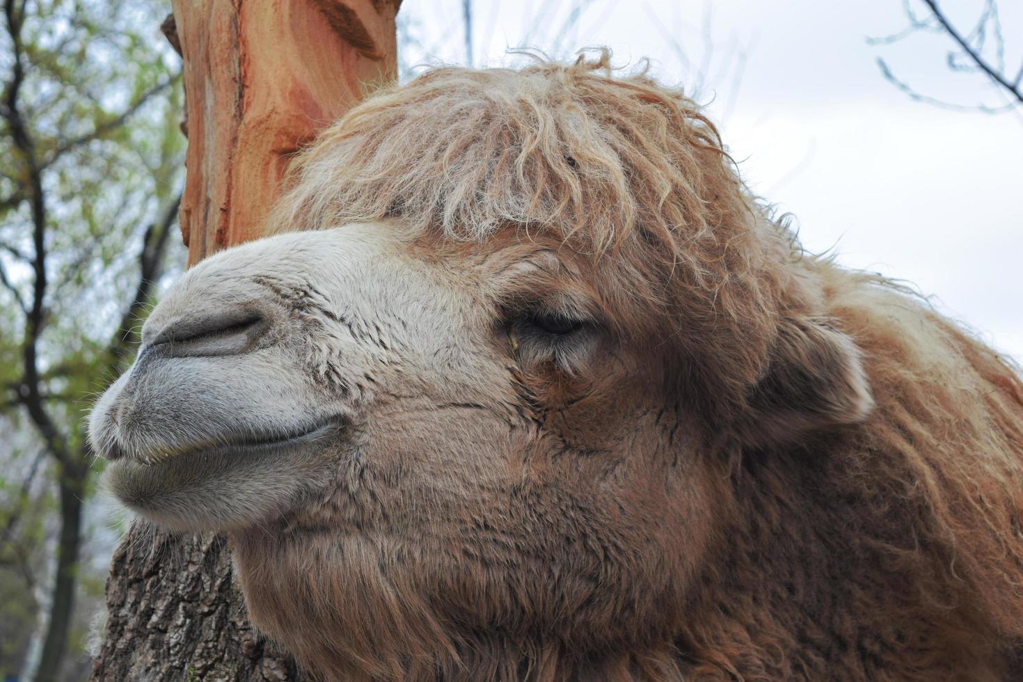 the head of the camel photo